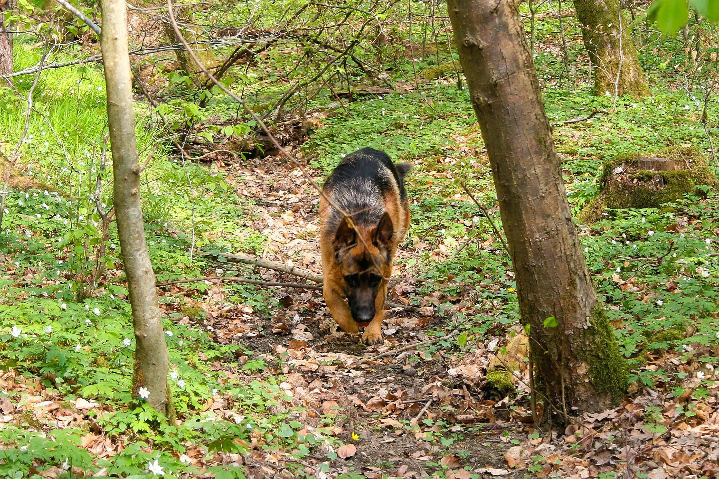 Schäferhund Shino vom Thermodos erkundet den Wald.