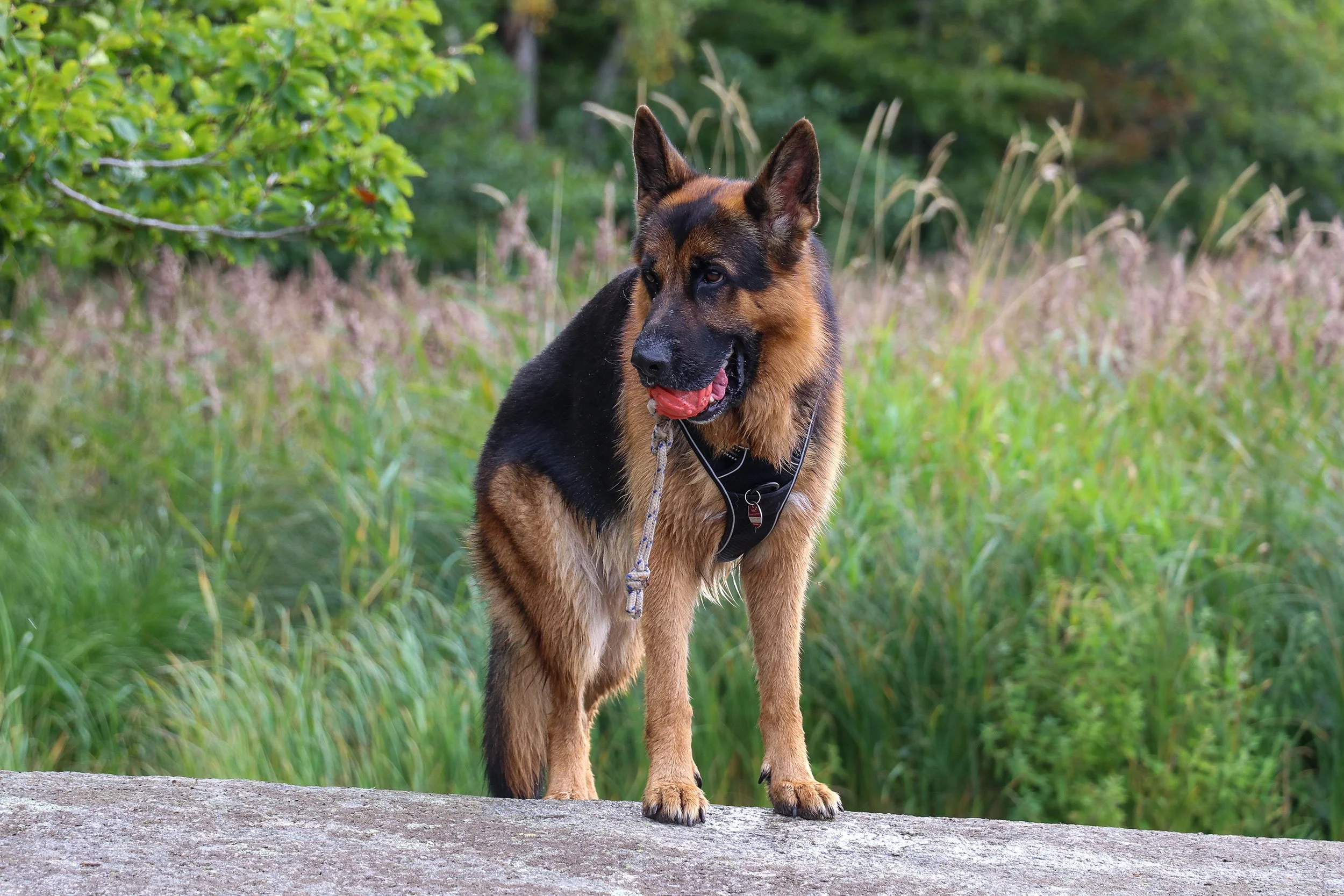 Deutscher Schäferhund Carlos von Regina Pacis hat seinen roten Ball im Maul und erkundet die Landschaft in Schweden.