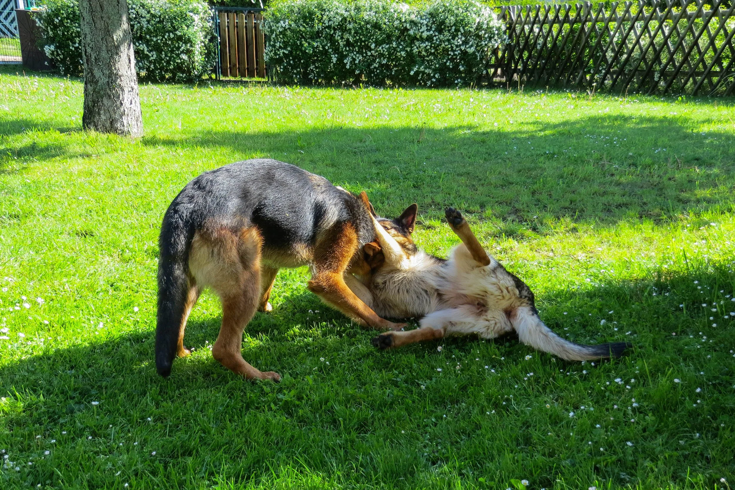Zwei Hunde spielen sich auf einem grünen Rasen im Garten mit Bäumen und einem Zaun im Hintergrund. Ein Hund liegt auf dem Rücken, während der andere ihn anscheinend neckt.
