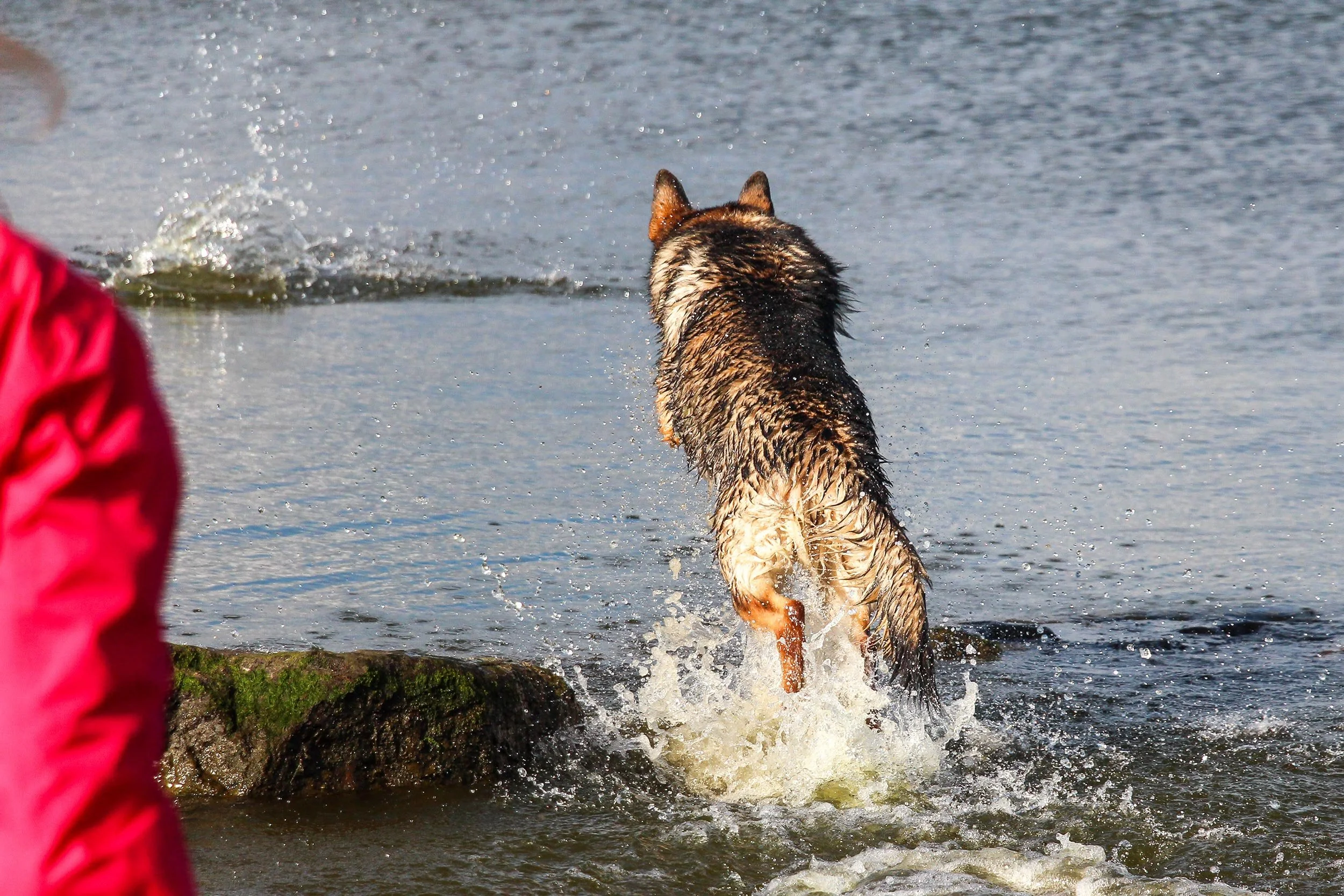 Schäferhündin Roxette vom Steinernen Tisch springt ins Wasser, während eine Person in roter Jacke am Ufer steht.