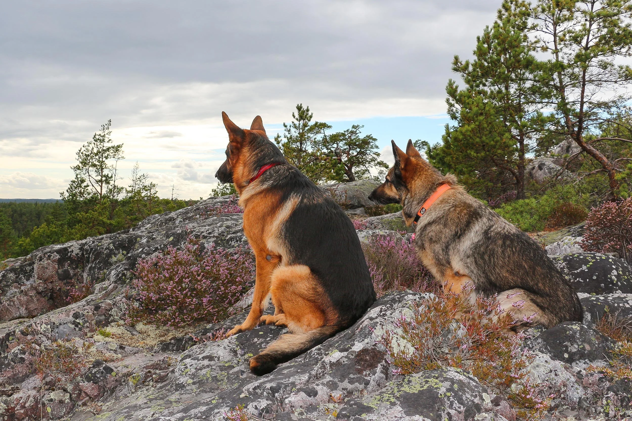 Dei beiden Schäferhunde Merlin und Njoy sitzen auf dem Gipfel des Fruberget in Schweden.