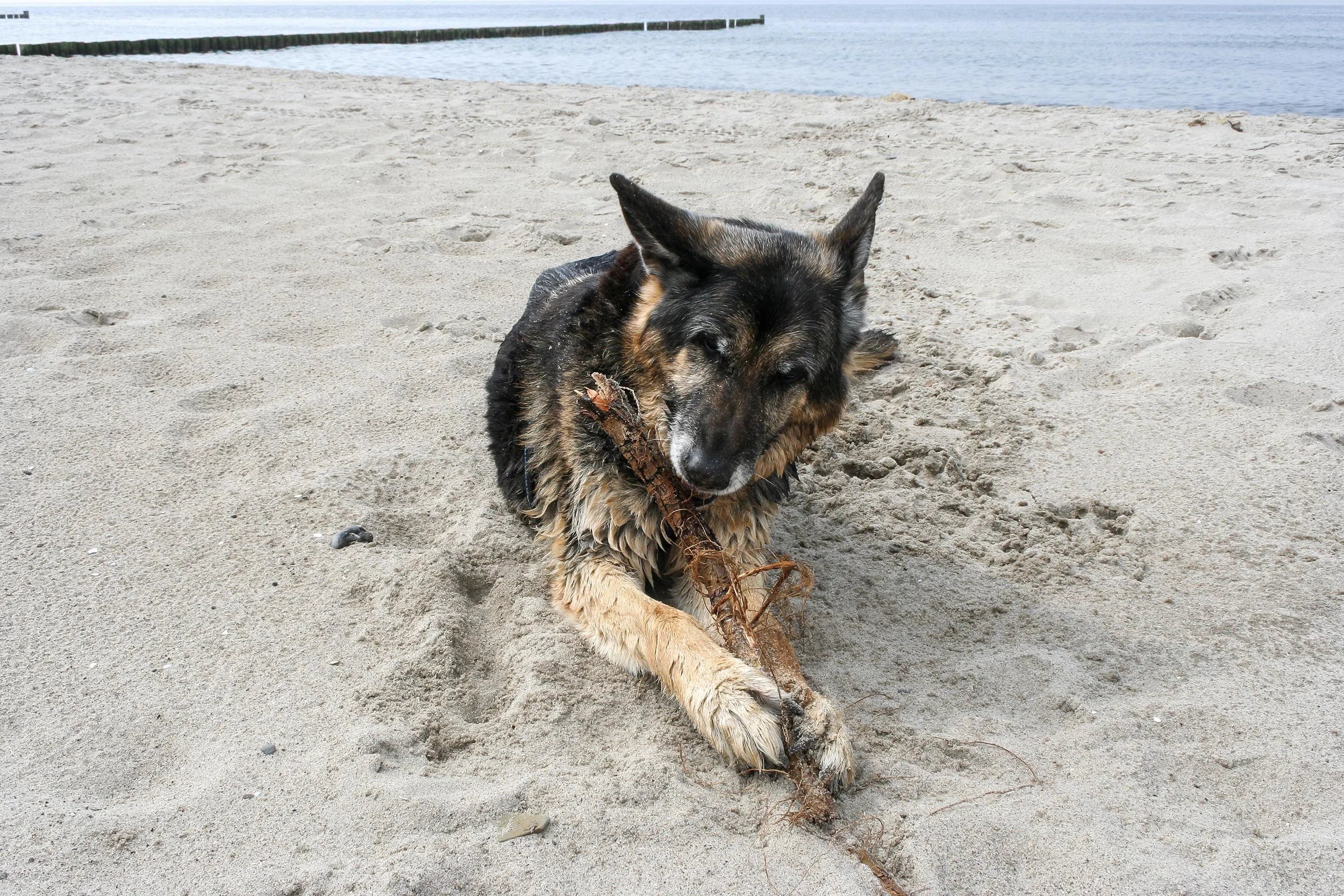 Deutscher Schäferhund Asco liegt am Strand mit einem Ast im Maul, Blick nach unten, Sand, Wasser im Hintergrund.
