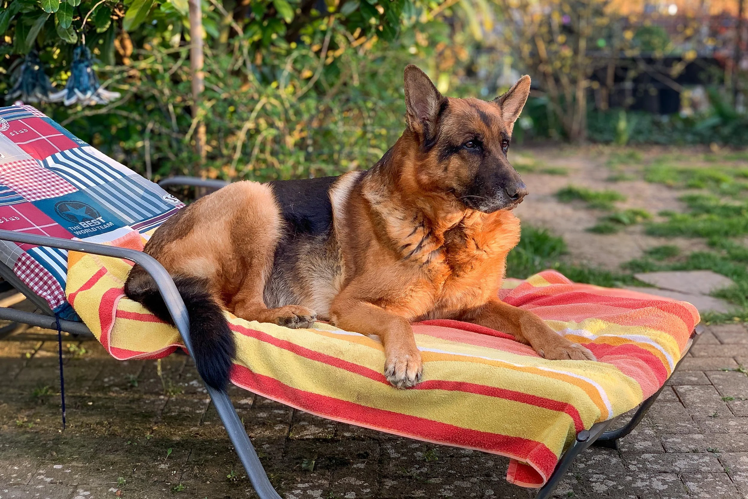 Schäferhund Merlin vom Hammelsbacher Hof relaxt auf einer Gartenliege.