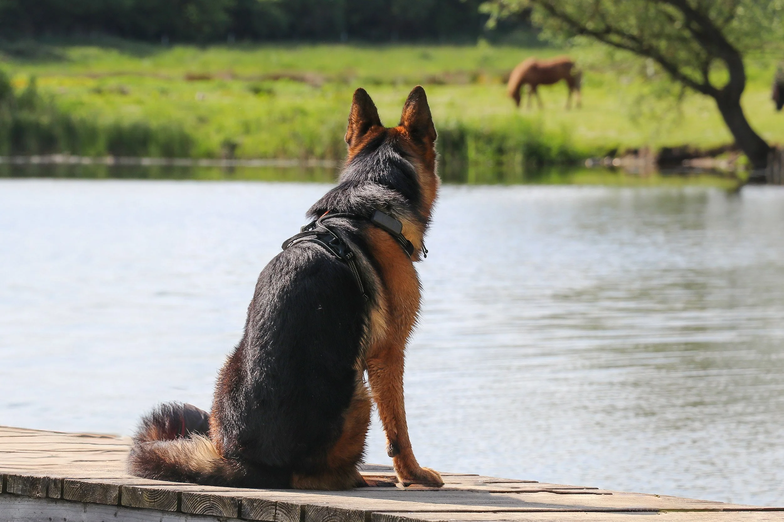 Deutscher Schäferhund Carlos von Regina Pacis sitzt auf einem Steg und blickt in den See.