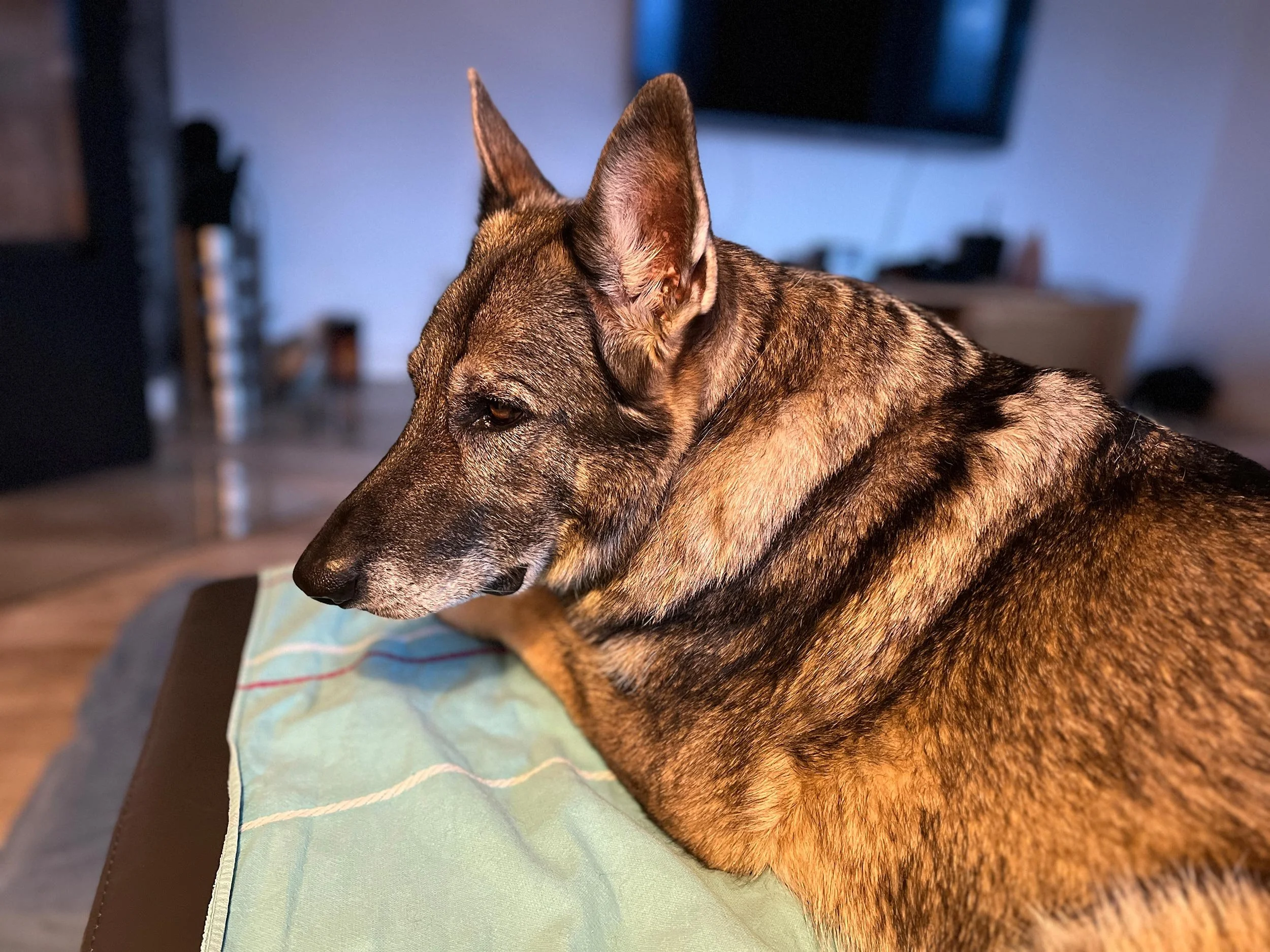 Schäferhündin Njoy von den Querulanten genießt die Couch ihrer Menschen.
