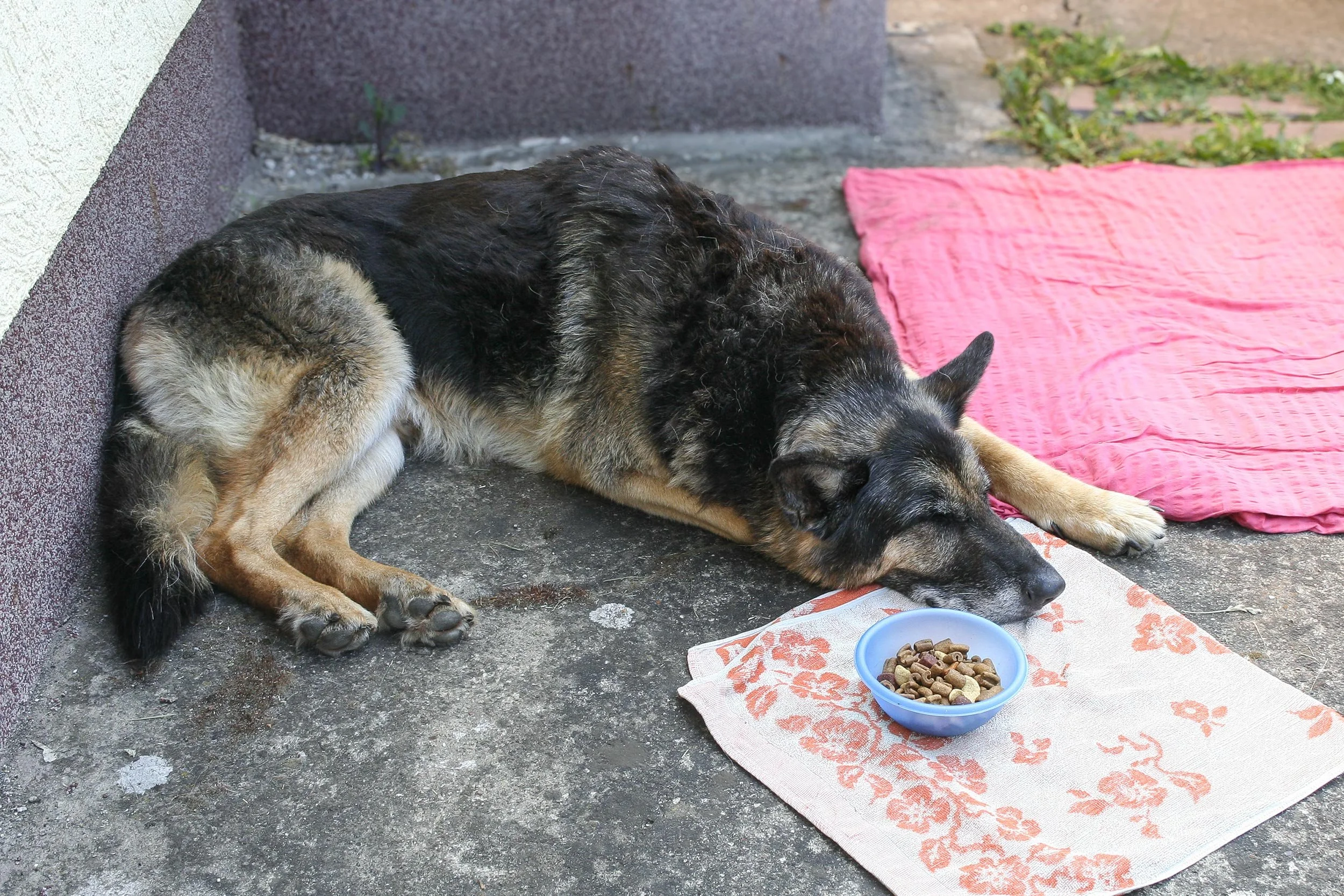 Schäferhund Asco macht Pause nach seinem Frühstück.