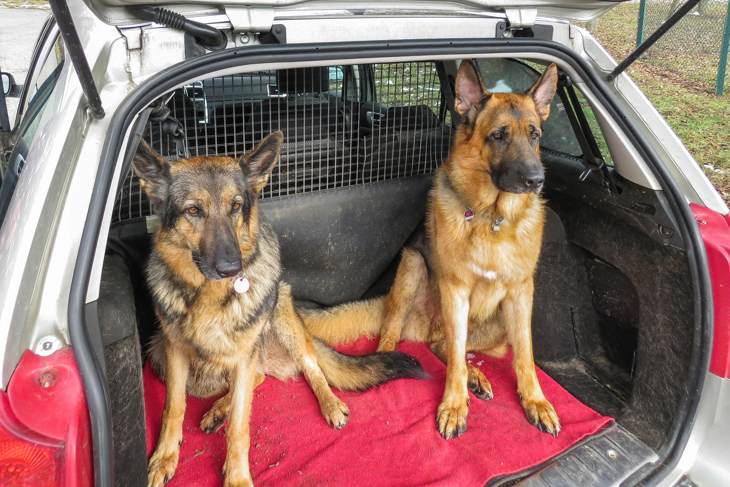 Zwei deutsche Schäferhunde sitzen in einem Hundekofferraum. Der Kofferraum ist mit einem roten Teppich ausgelegt.