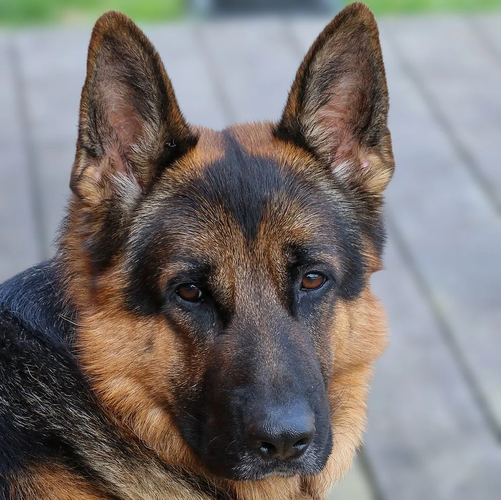 Deutscher Schäferhund Carlos von Regina Pacis Porträt