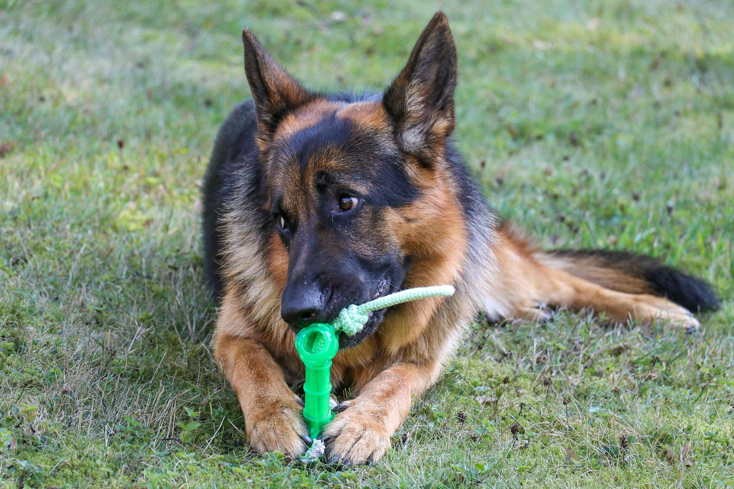 Schäferhund Carlos von Regina Pacis liegt auf einer Wiese und knabbert an seinem grünen Spielzeug.