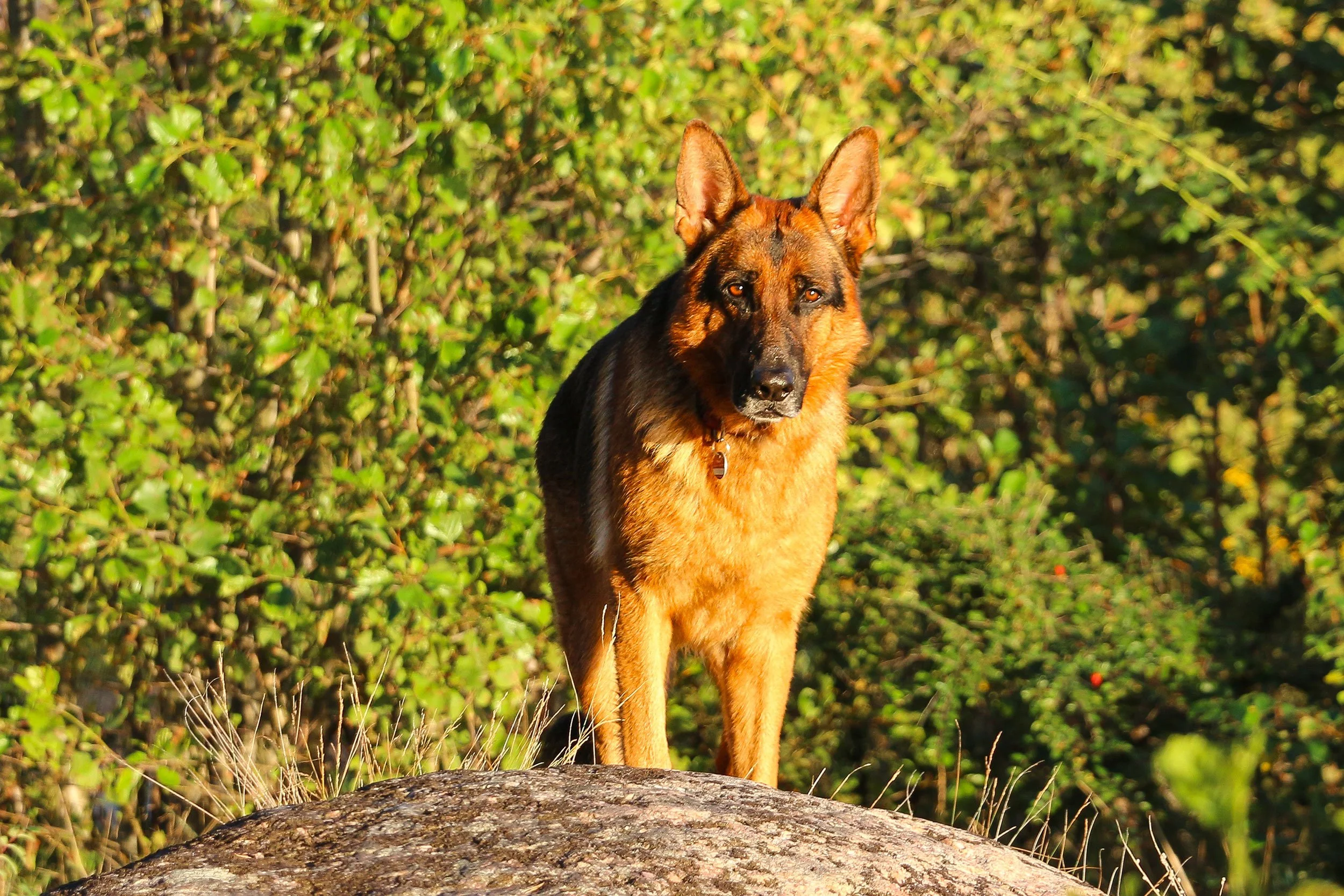 Schäferhund Merlin vom Hammelsbacher Hof hoch oben auf einem Schärenfelsen.