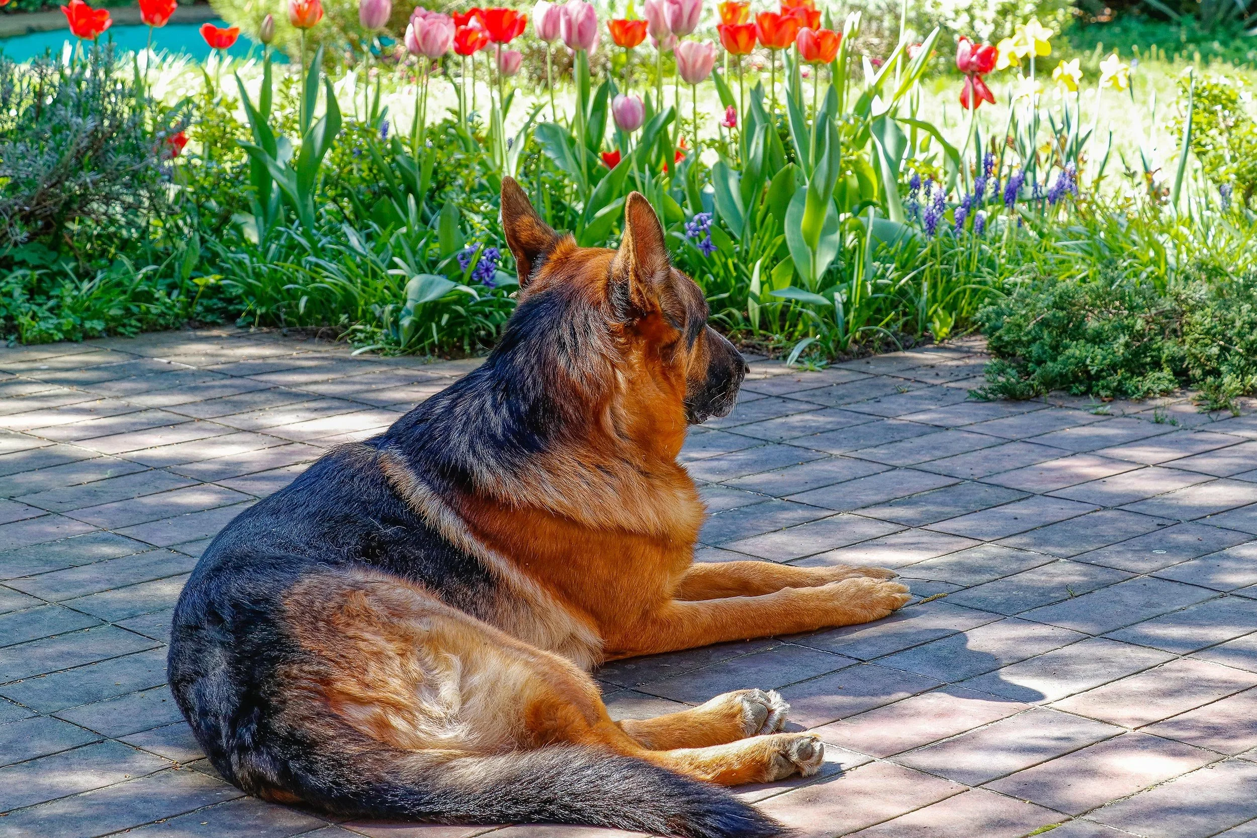 Schäferhund Merlin vom Hammelsbacher Hof relaxt auf der Terrasse und schaut in den Garten.
