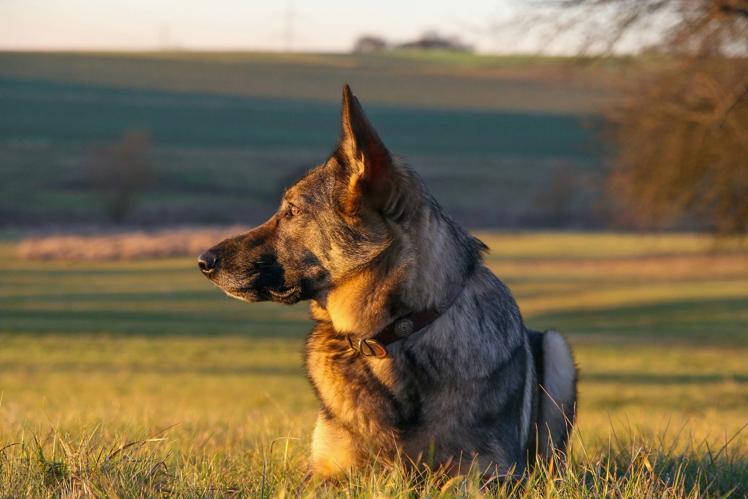 Schäferhündin Njoy von den Querulanten genießt die Abendstimmung auf einer Wiese im Hunsrück.