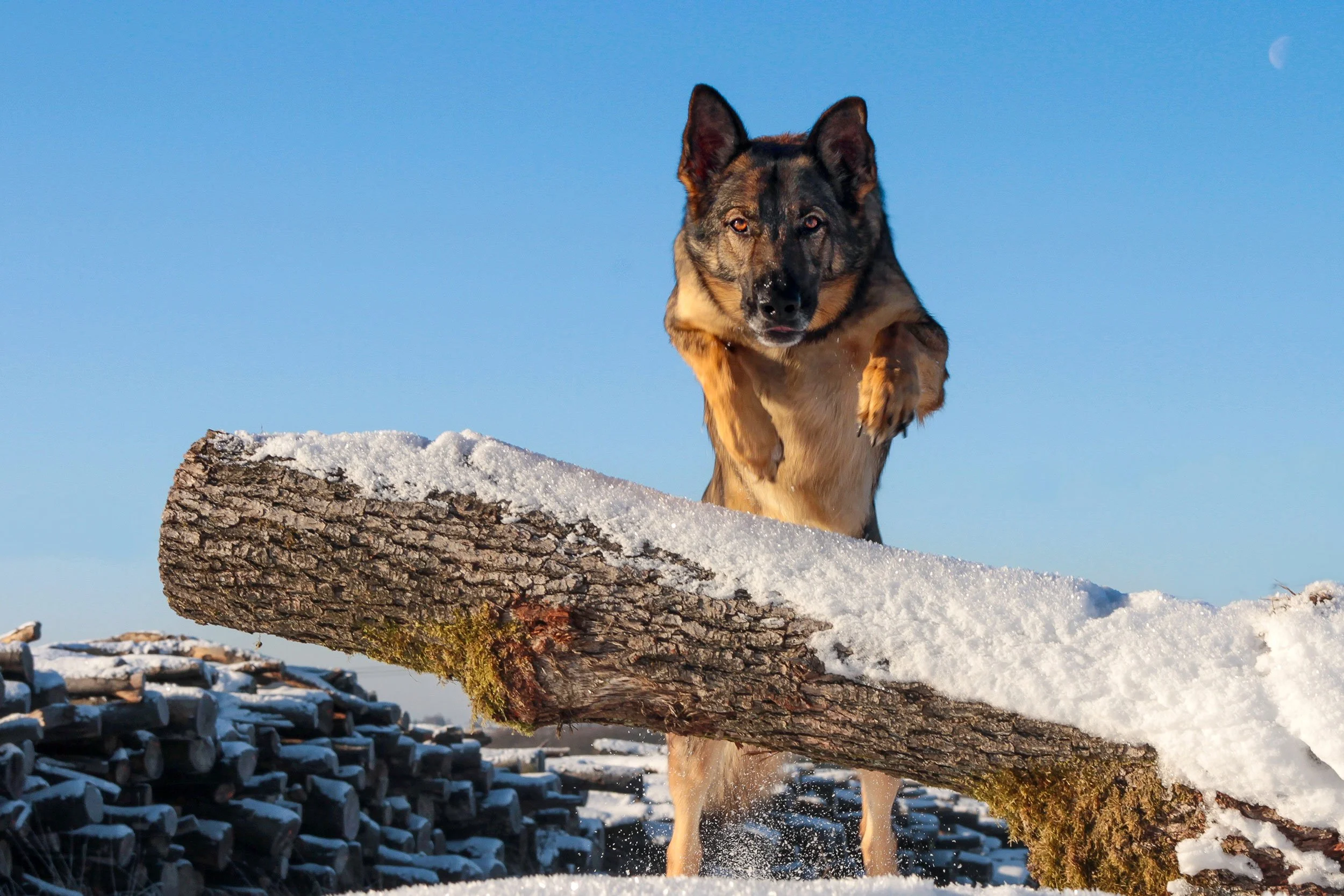 Schäferhündin Njoy von den Querulanten springt im Schnee über einen Baumstamm.