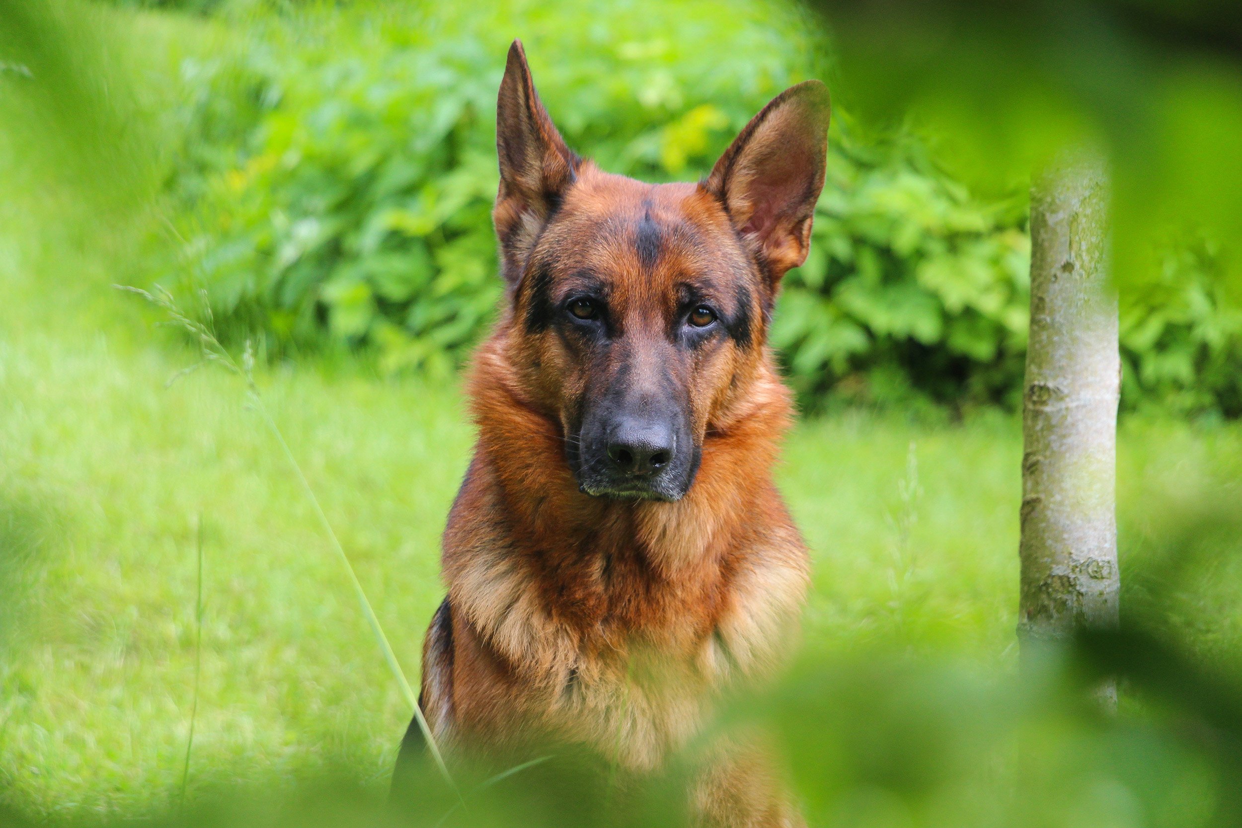 Deutscher Schäferhund Merlin vom Hammelsbacher Hof Porträt