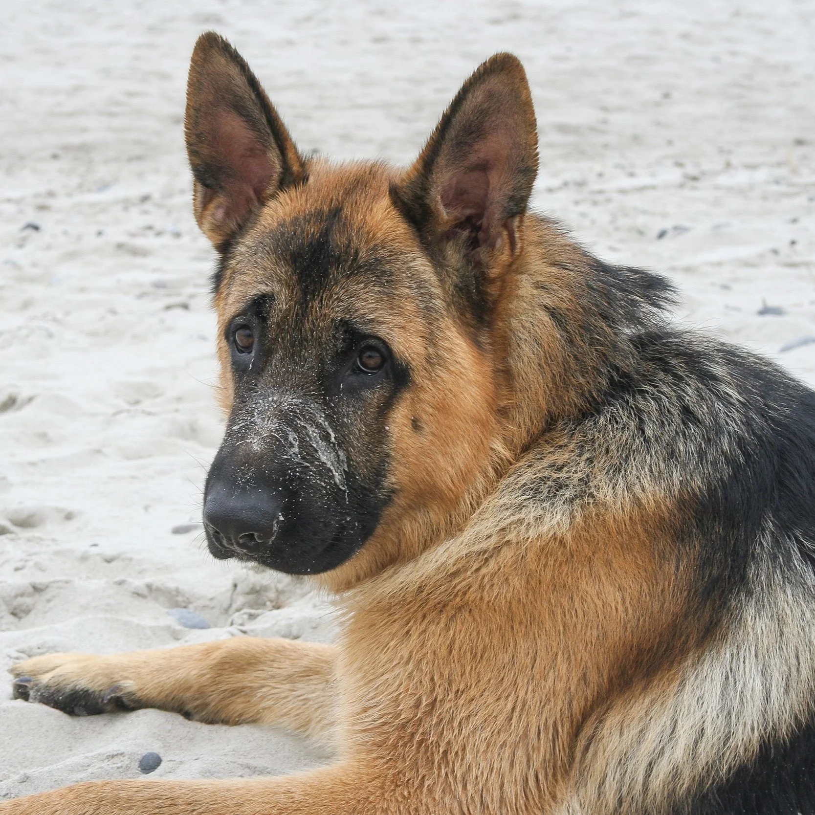 Deutscher Schäferhund Shino vom Thermodos