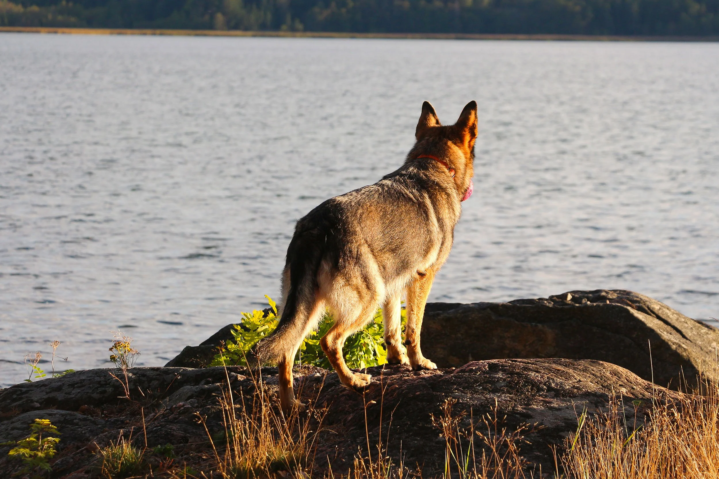 Schäferhündin Roxette blickt hinaus auf die Ostsee.