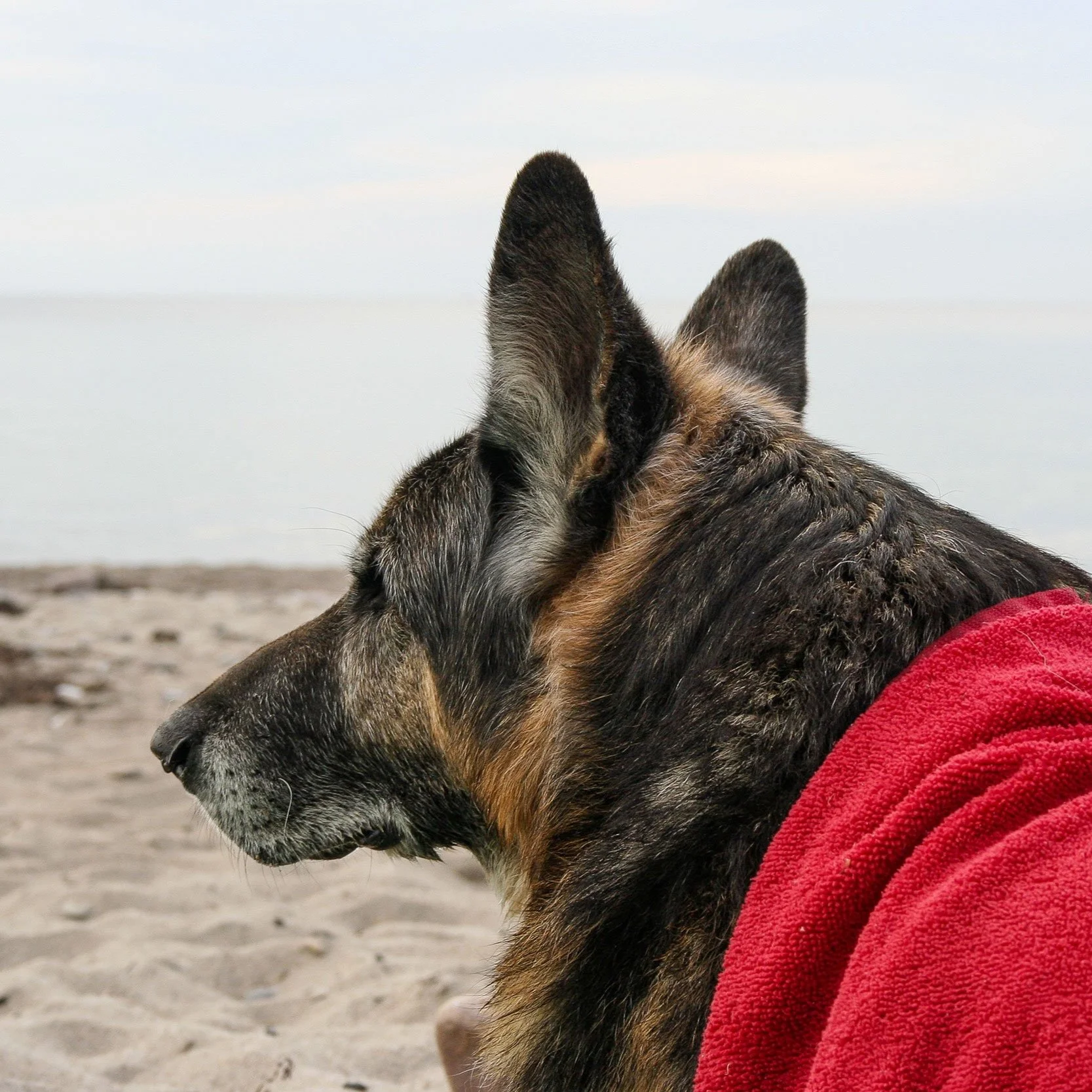 Deutscher Schäferhund Asco