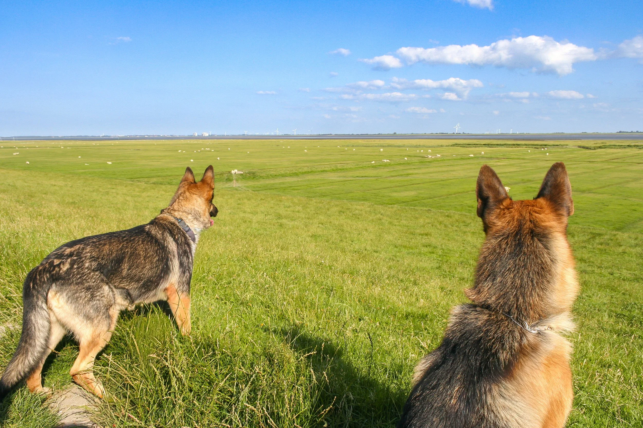 Zwei Hunde sitzen auf einer grünen Wiese und schauen in die Ferne, im Hintergrund sind weite Felder, einige Schafe und Windräder unter einem blauen Himmel mit Wolken.