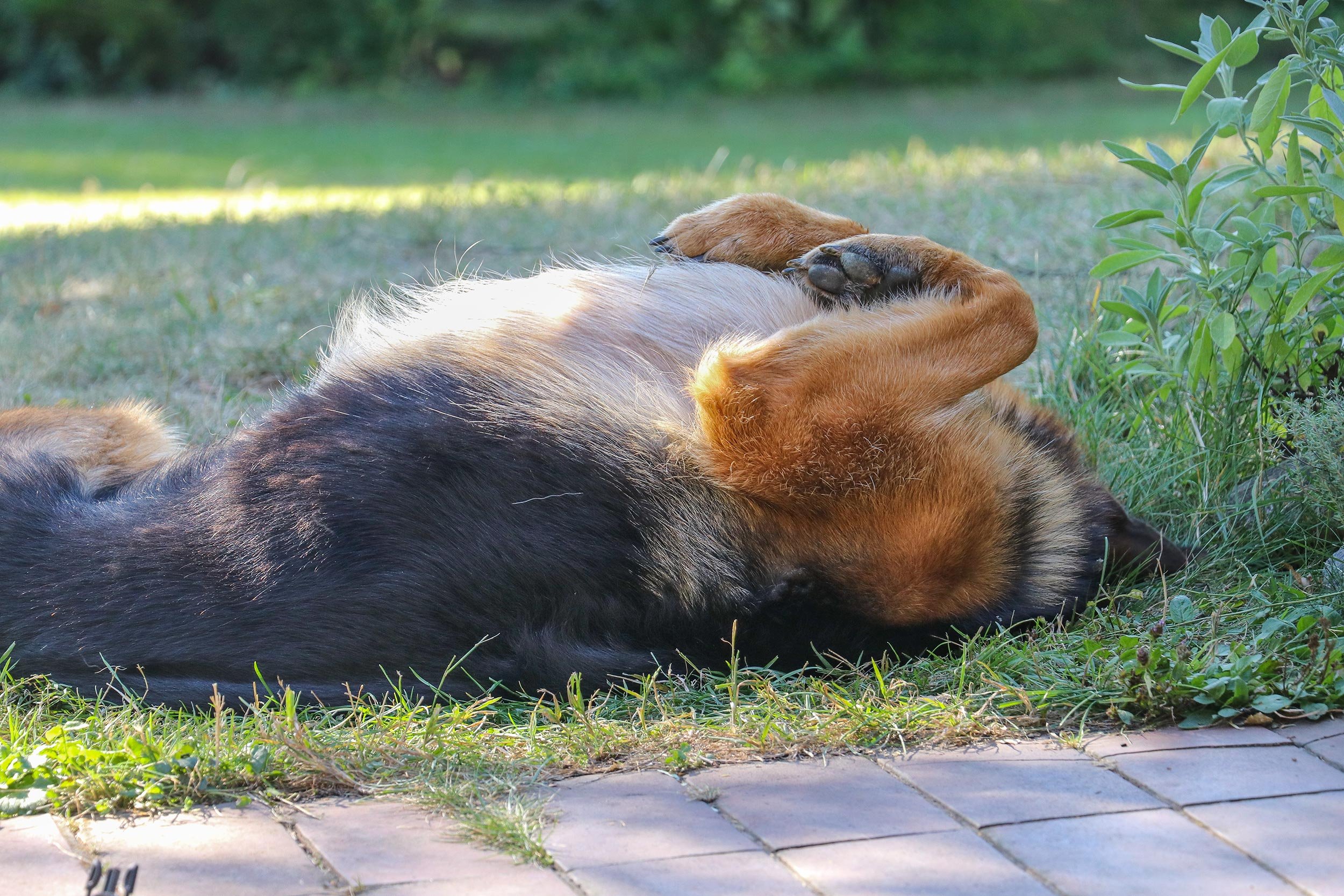 Deutscher Schäferhund Carlos von Regina Pacis liegt auf dem Rücken und ist glücklich.