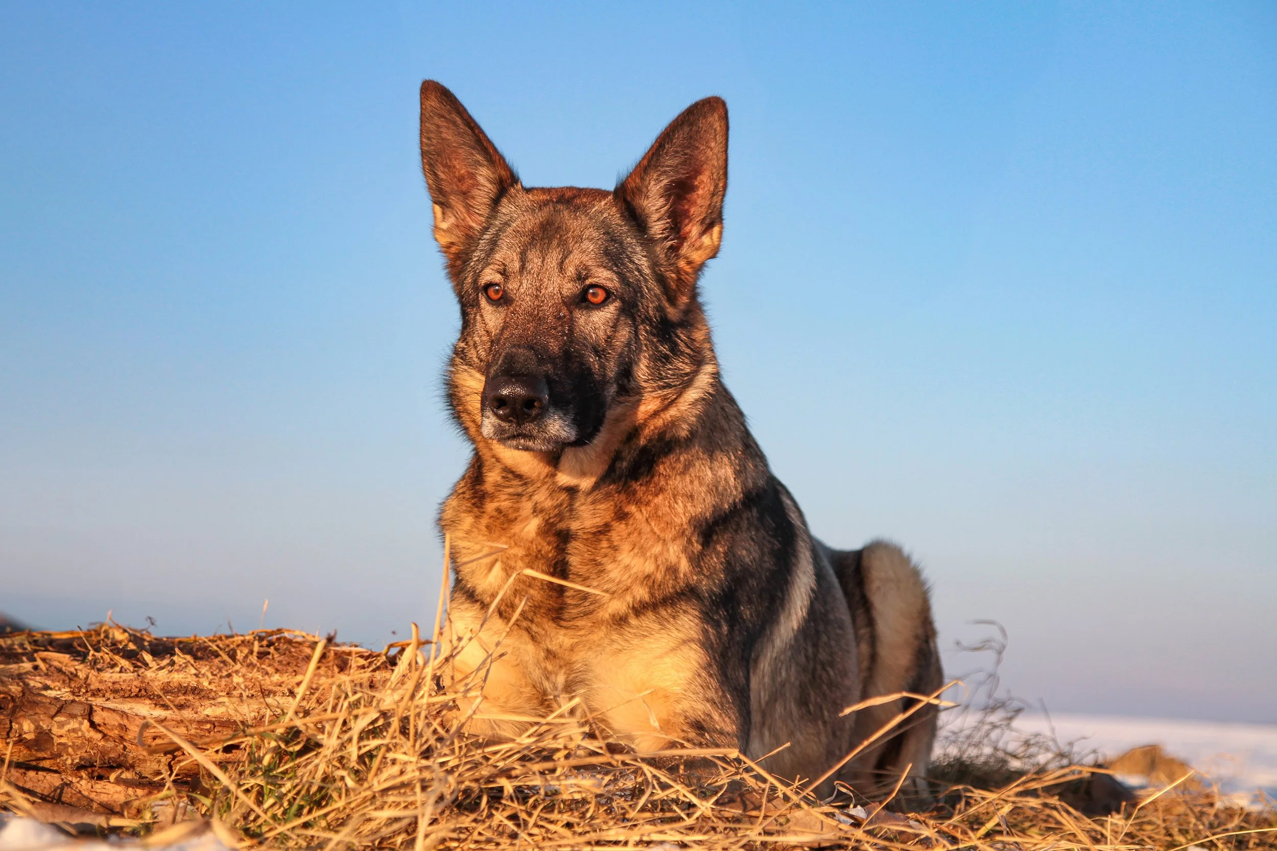Schäferhündin Njoy von den Querulanten schaut aufmerksam in die Gegend.