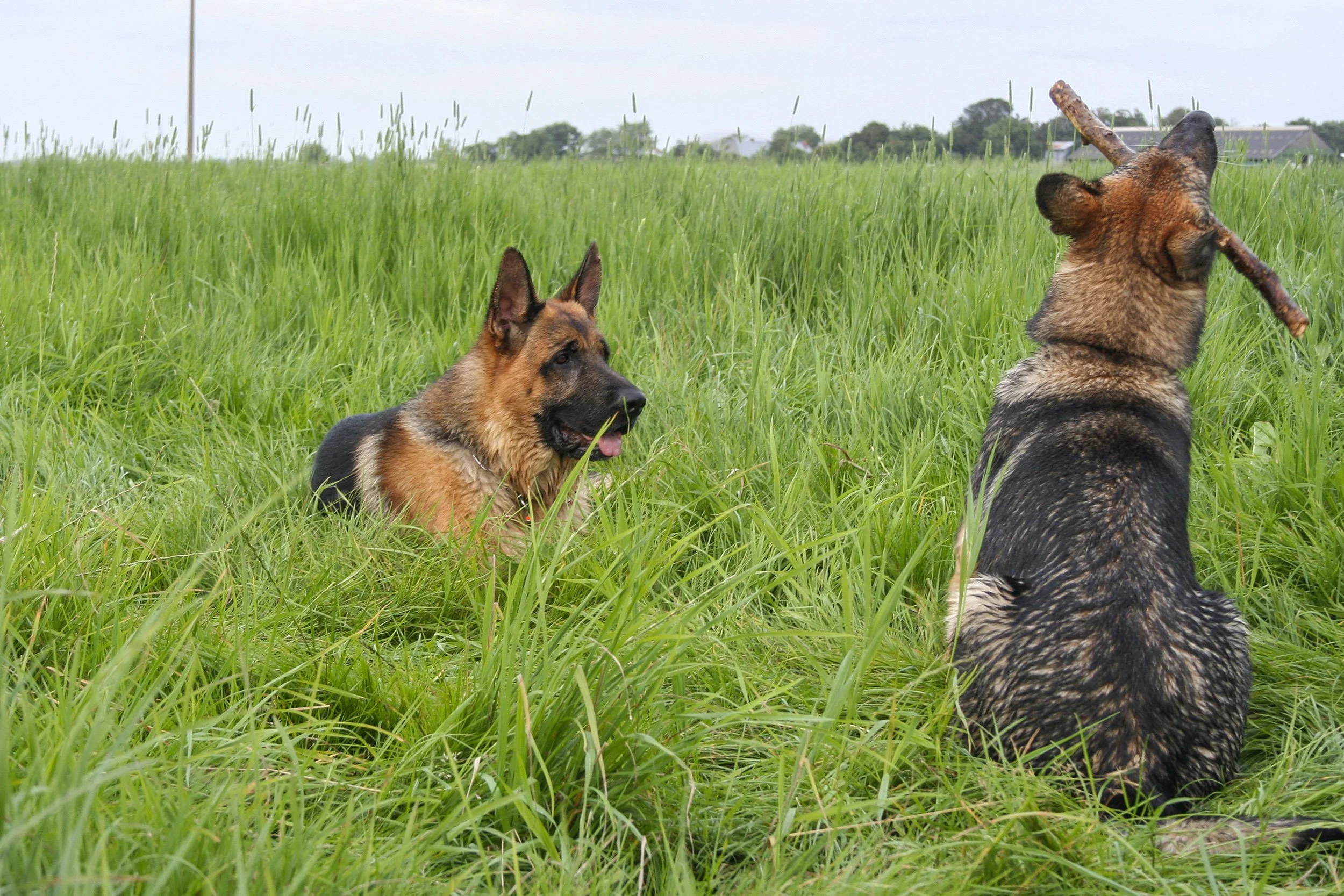 Zwei deutsche Schäferhunde spielen im grünen Gras auf einer Wiese, eine von ihnen trägt einen Stock im Maul.