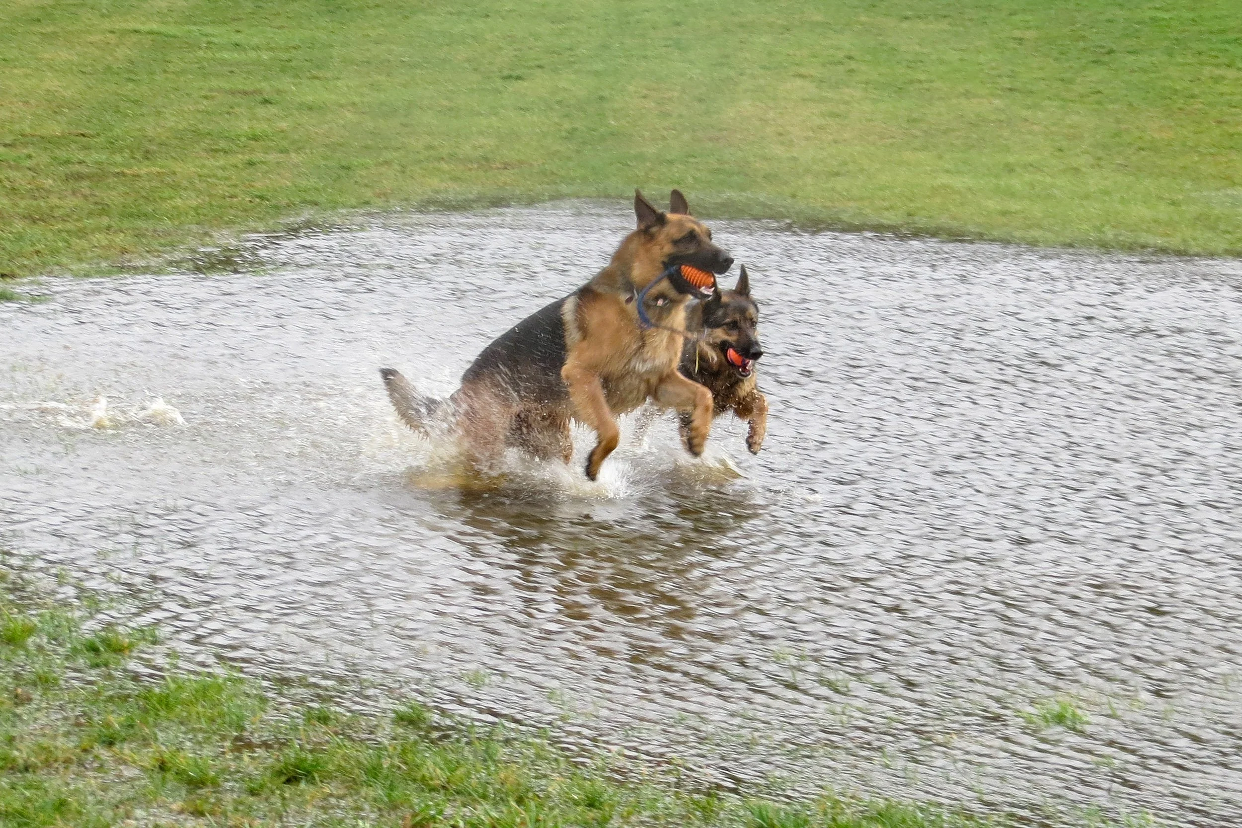 Zwei deutsche Schäferhunde spielen im Wasser mit Spielzeugen.