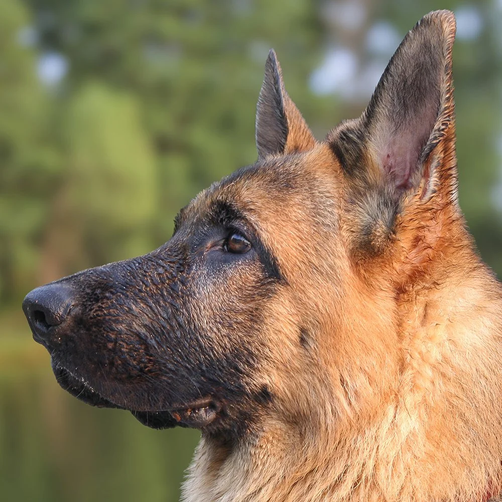 Deutscher Schäferhund Shino vom Thermodos Porträt