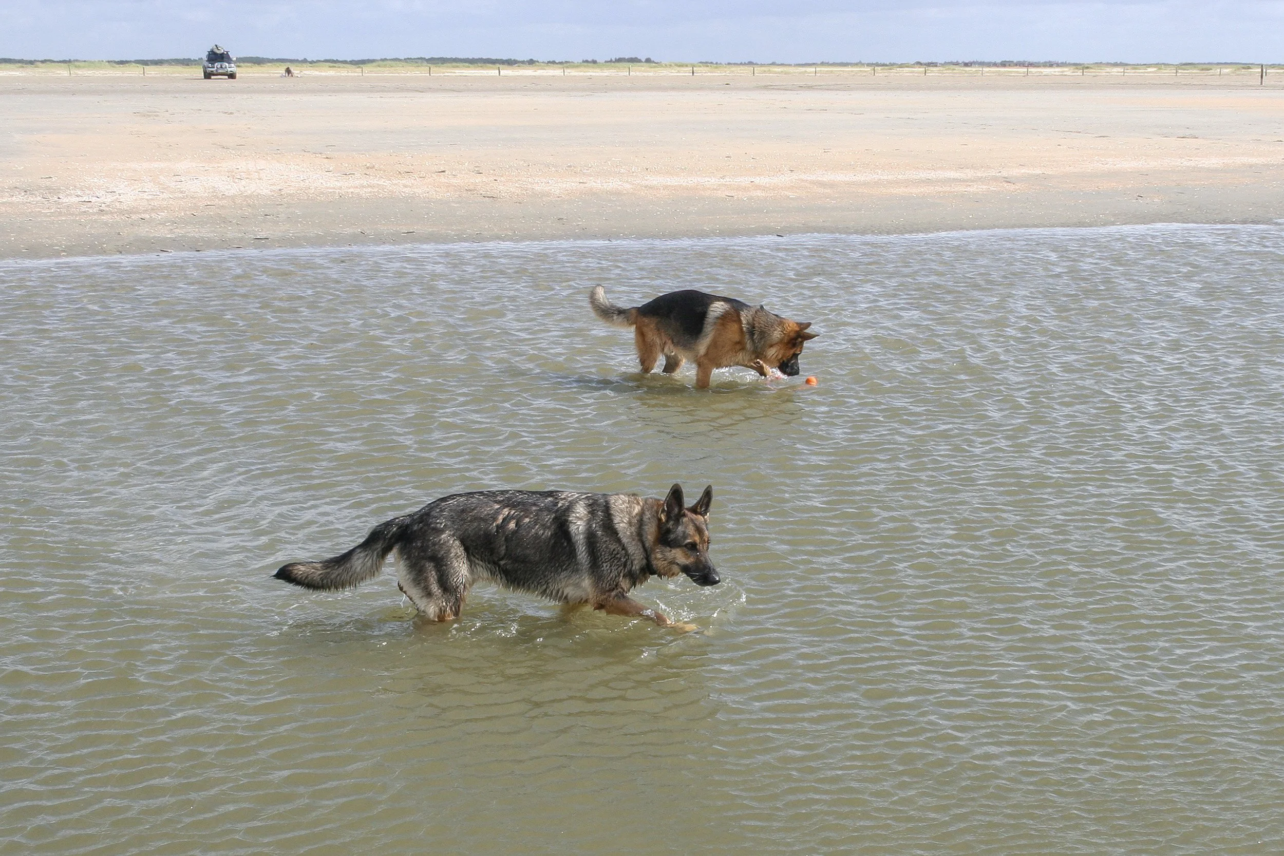 Zwei Hunde spielen im Wasser an einem Strand, einer trägt eine Leine, im Hintergrund eine weiße Landschaft mit wenigen Gebäuden.
