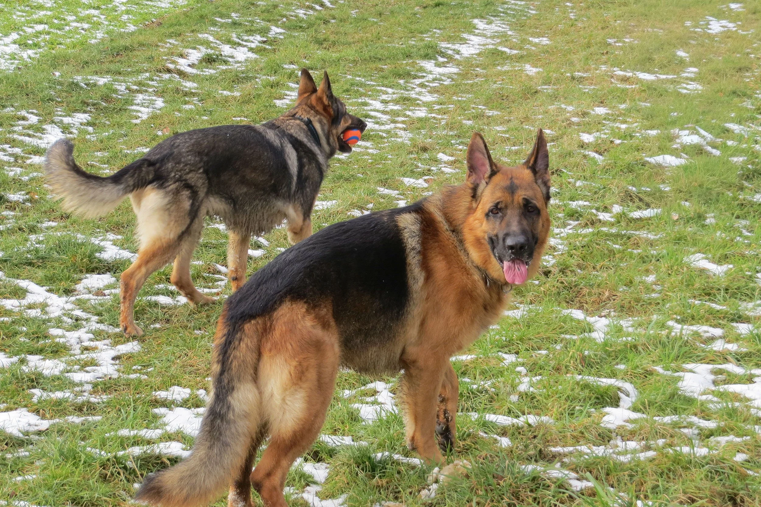 Zwei deutsche Schäferhunde auf einer Wiese mit Schneeresten, wobei einer ein rotes Spielzeug im Maul trägt.