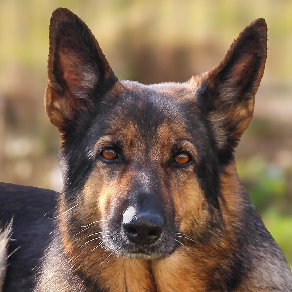 Deutsche Schäferhündin Roxette vom Steinernen Tisch Porträt