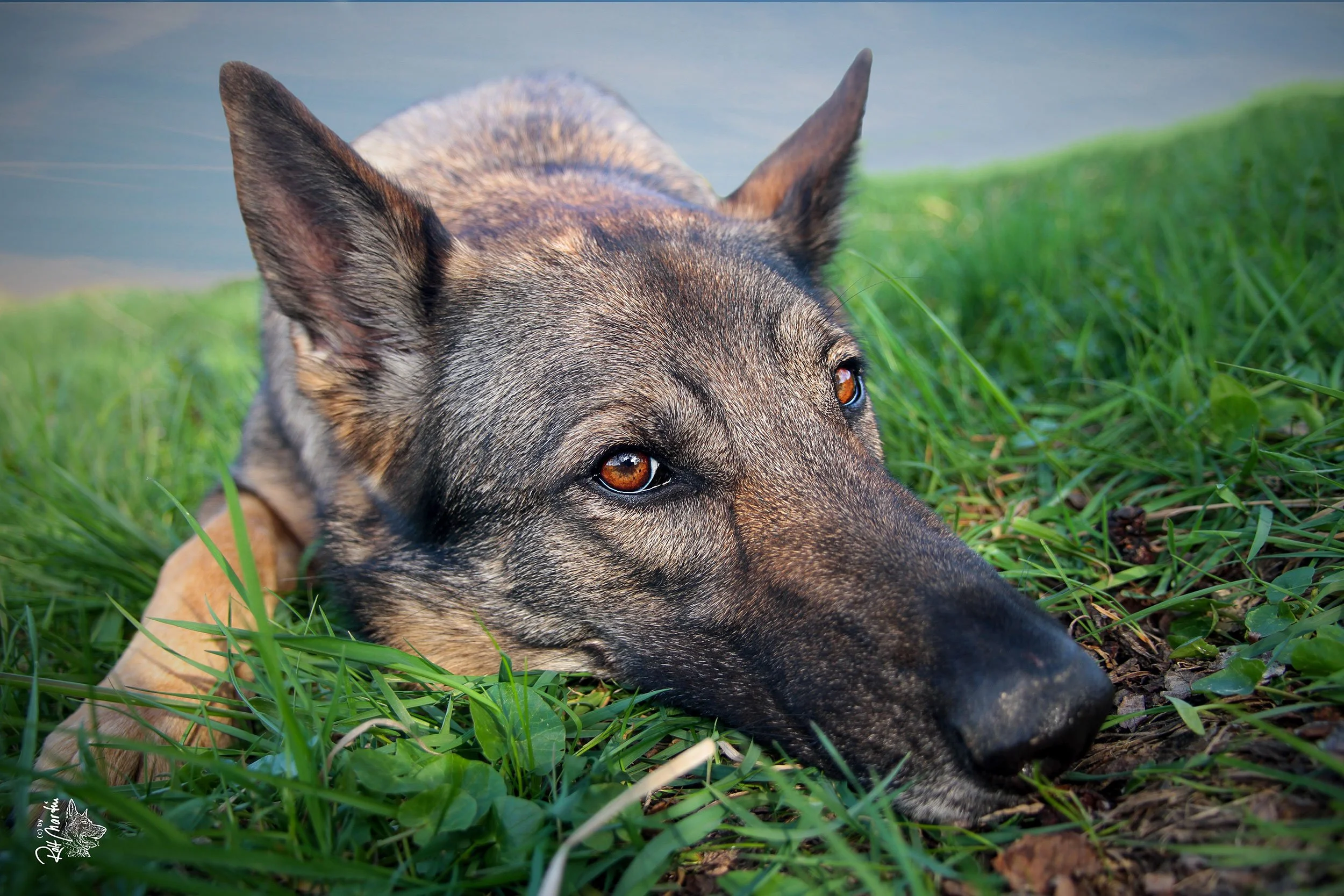 Schäferhündin Njoy von den Querulanten liegt im Gras.