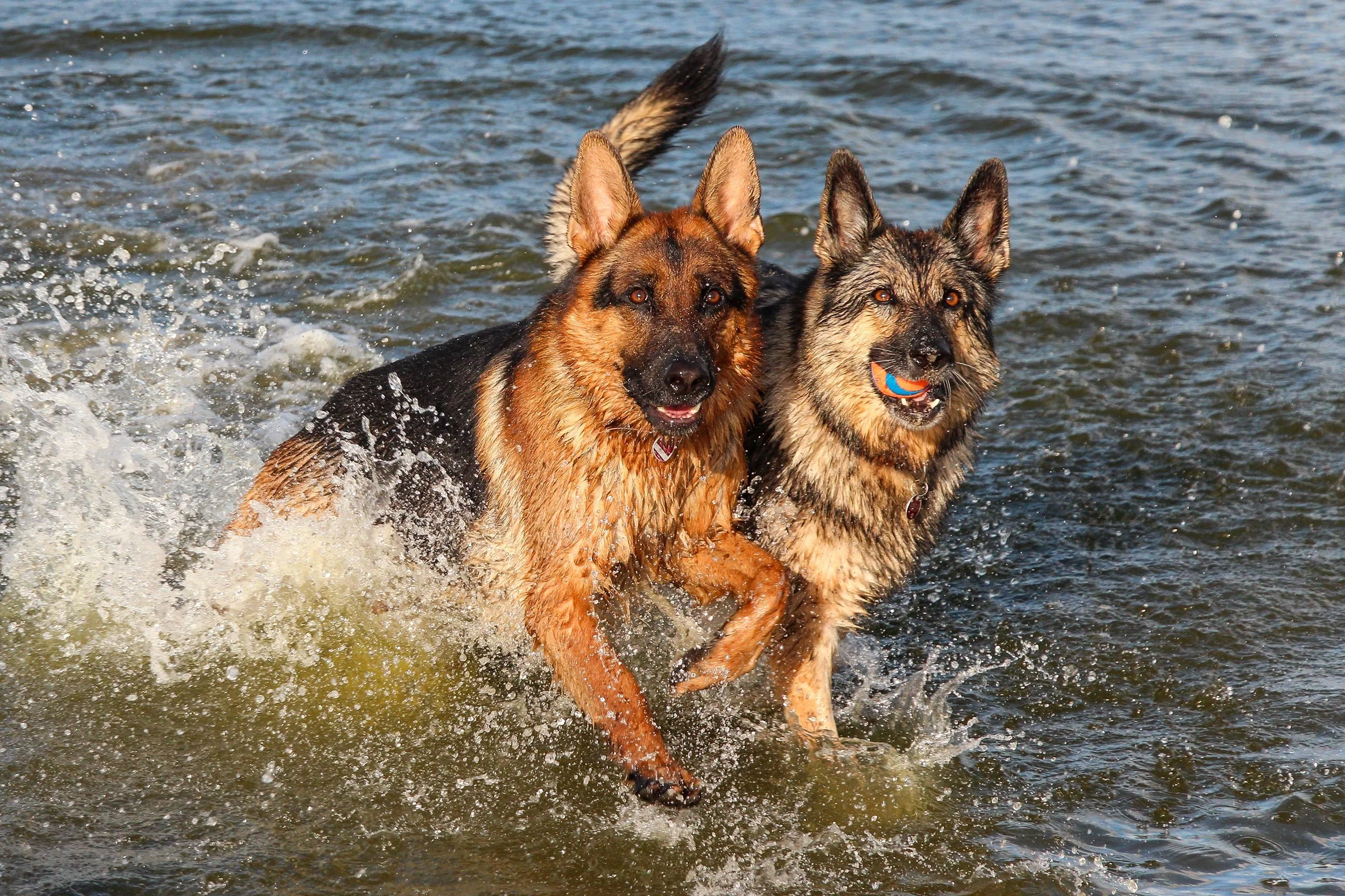 Roxette und Merlin schauen im Wasser dem Ball nach.
