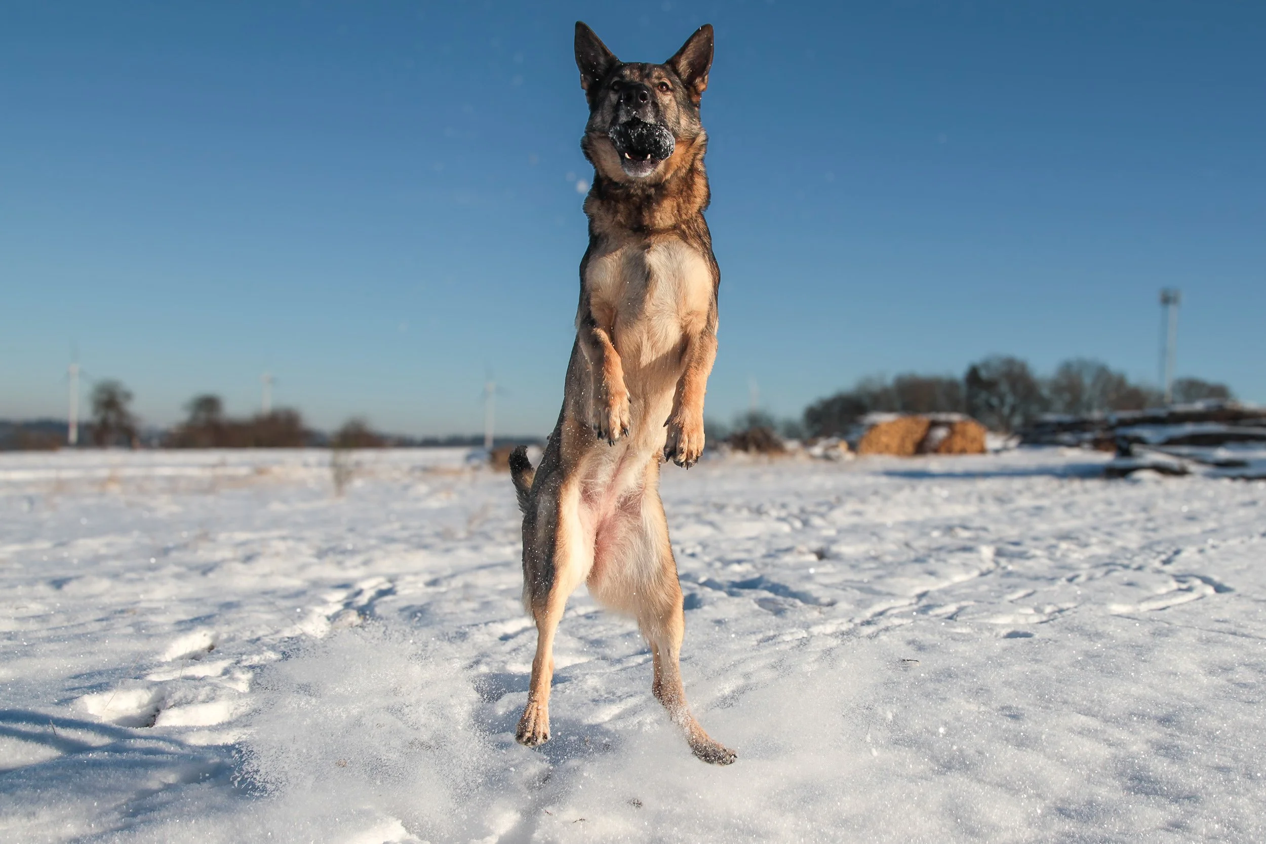 Schäferhündin Njoy von den Querulanten springt hoch in die Luft.