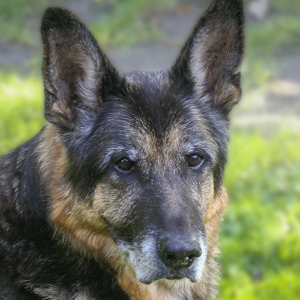 Deutscher Schäferhund Asco Porträt