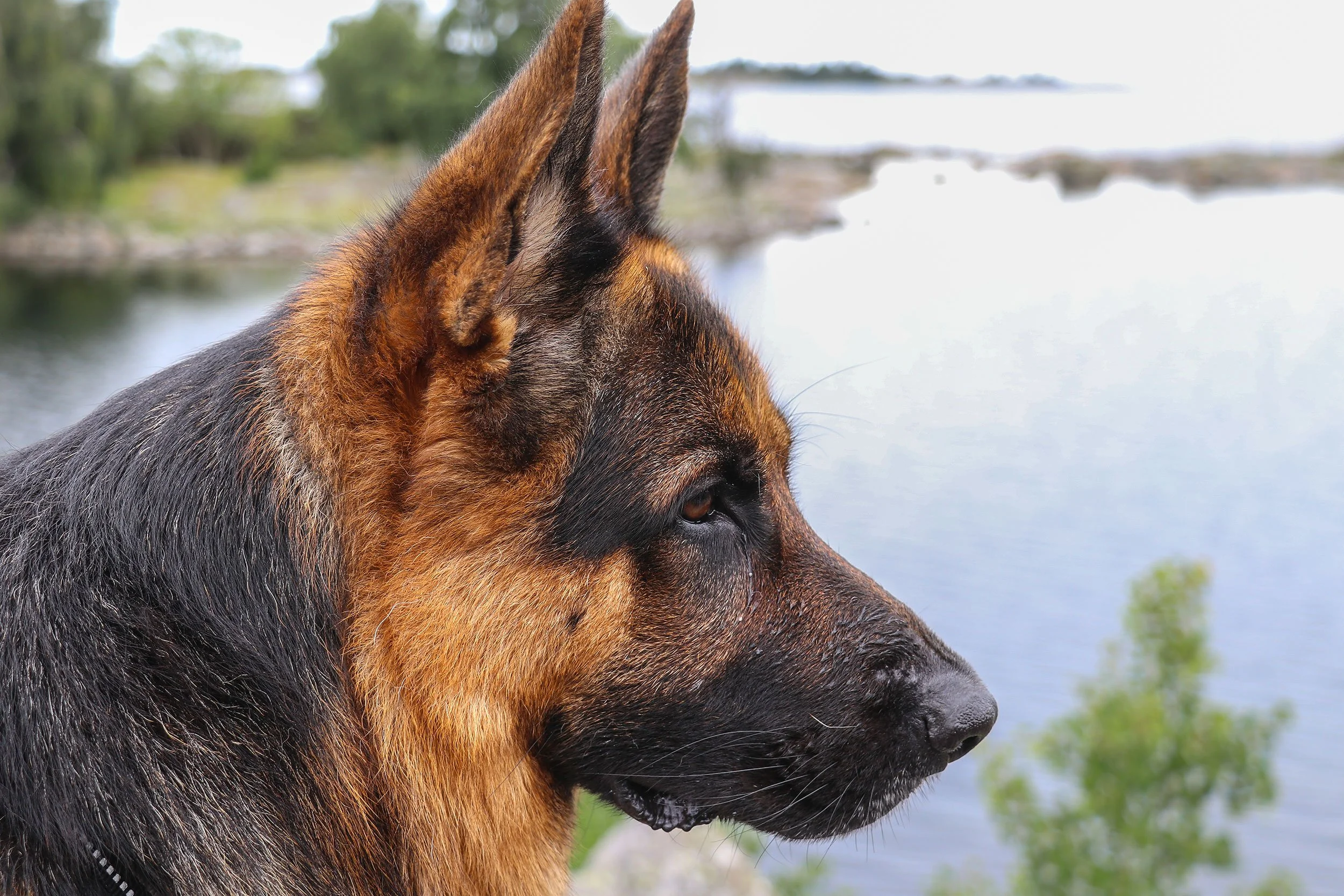 Deutscher Schäferhund Carlos von Regina Pacis beobacht konzentriert die Umgebung am Ufer eines Sees in Südschweden.