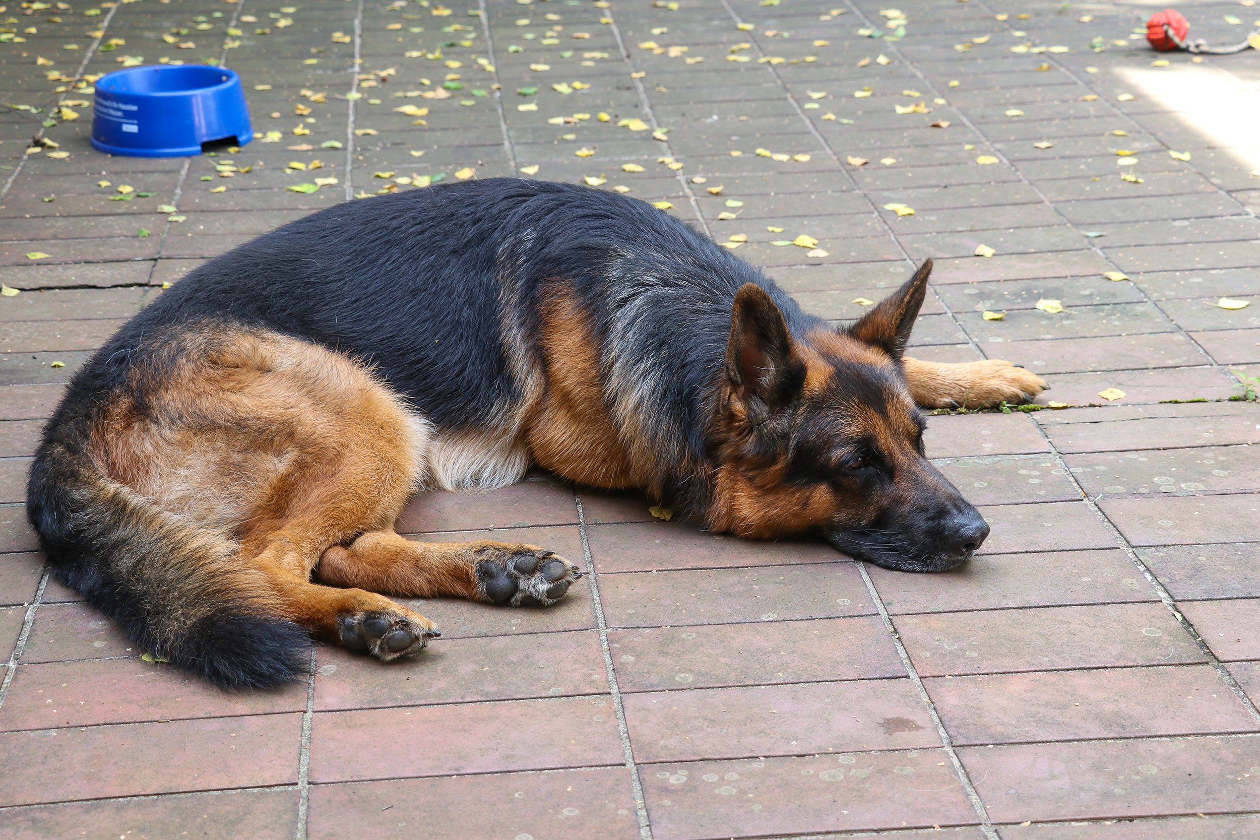 Deutscher Schäferhund Carlos von Regina Pacis liegt faul auf der Terrasse.