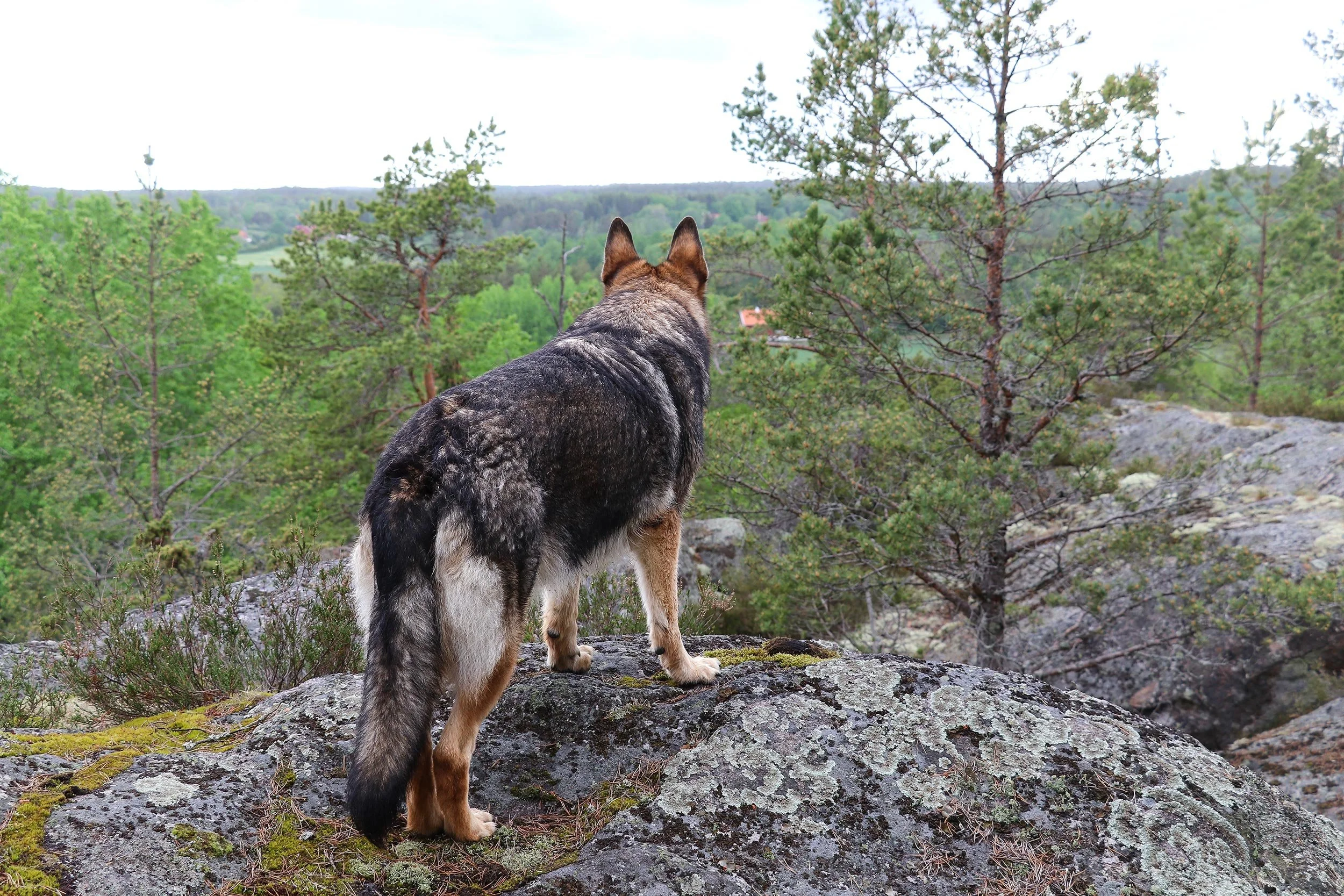Schäferhündin Roxette steht auf einem Schärenfelsen und blickt in die südschwedische Landschaft.
