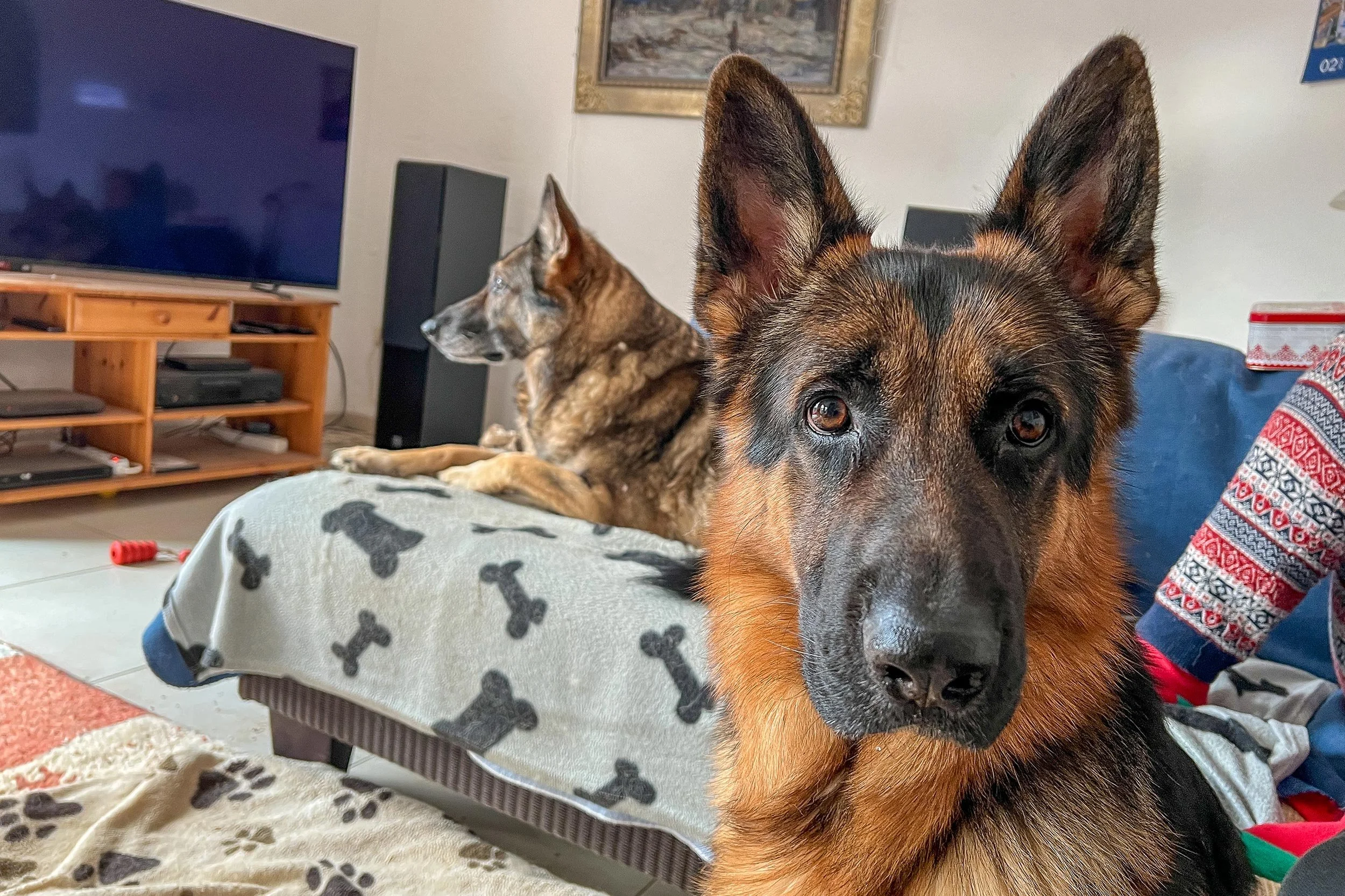 Deutscher Schäferhund Carlos von Regina Pacis blickt verwundert in die Kamera.