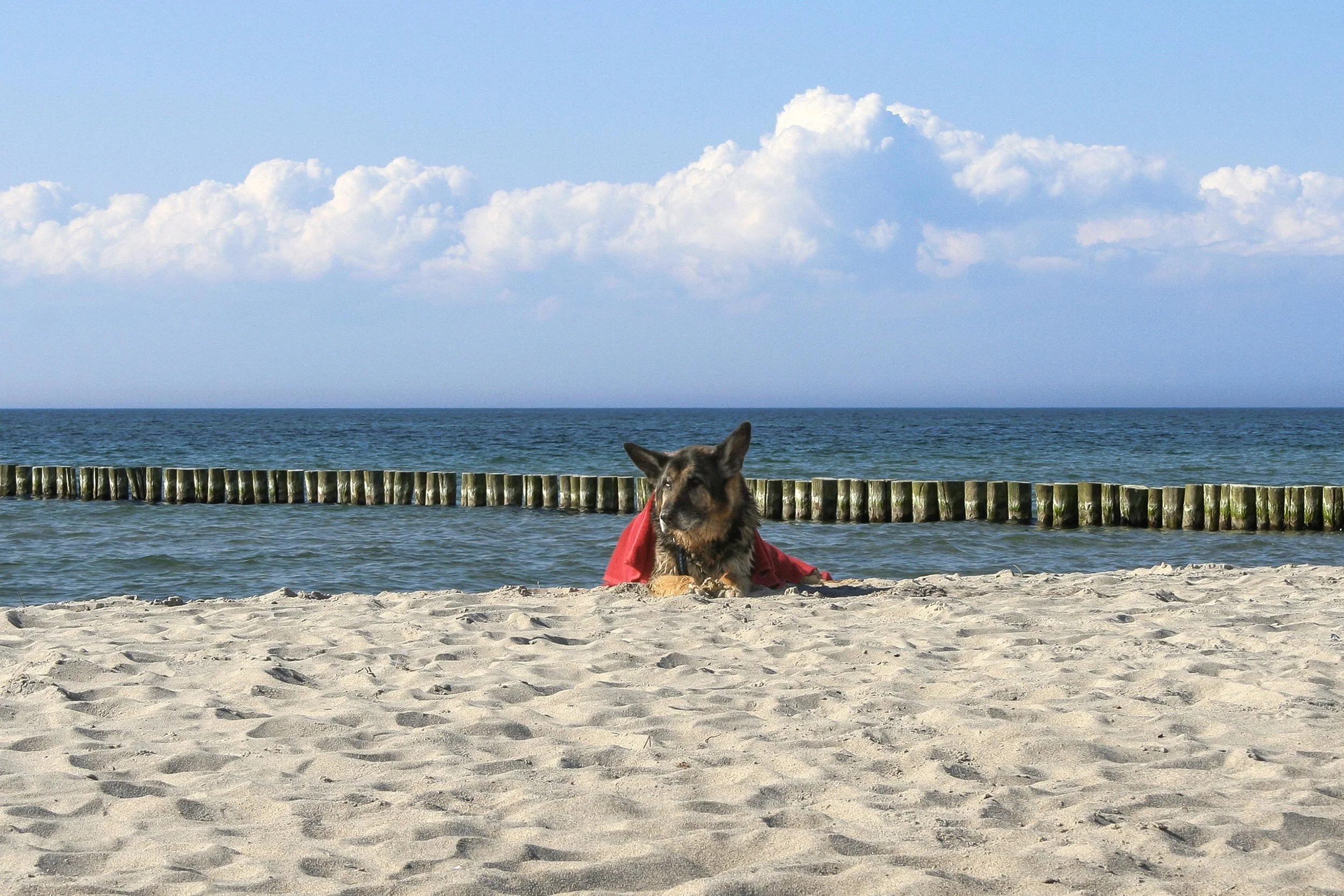 Schäferhund Asco mit rotem Handtuch genießt den Ostseestrand.