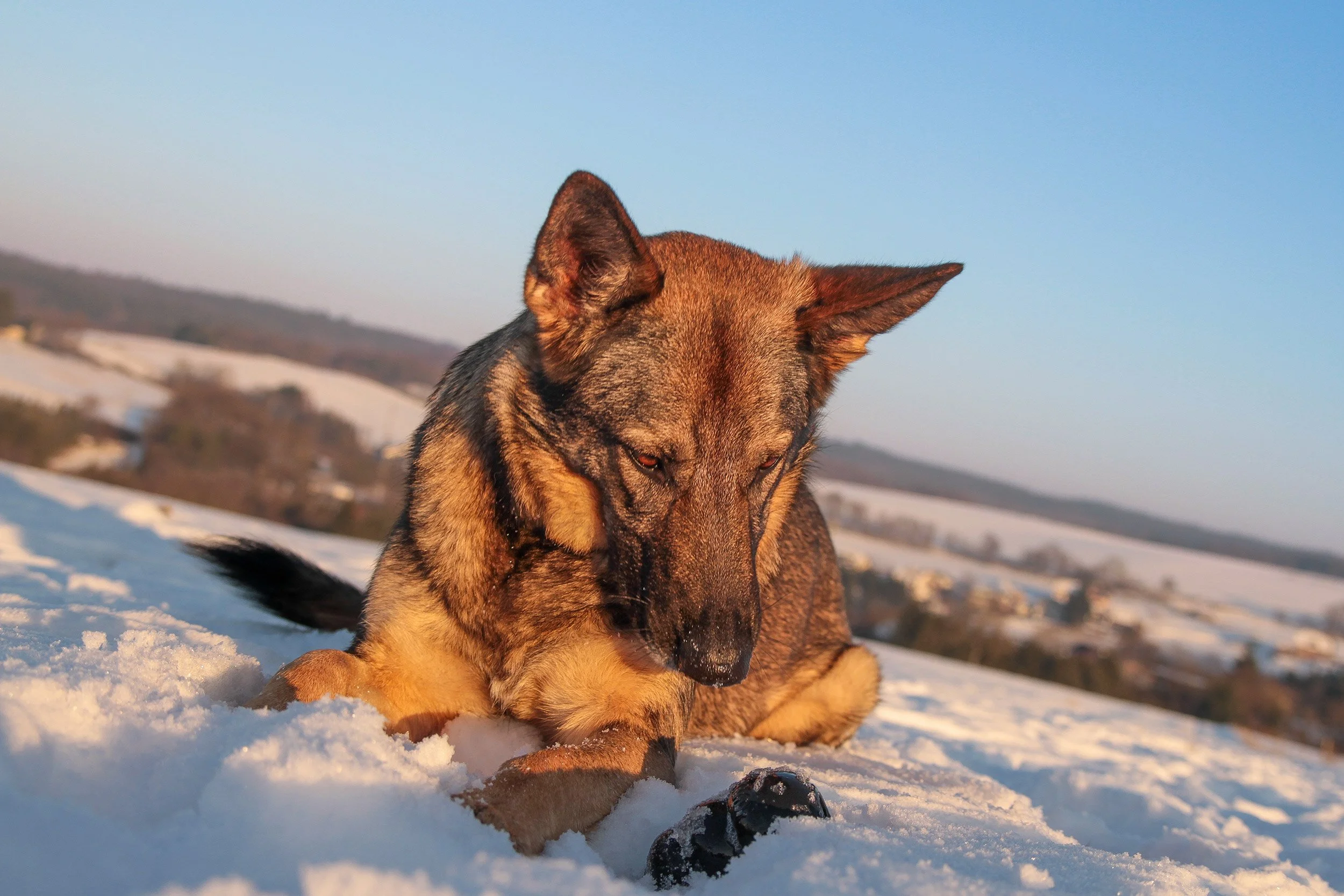 Schäferhündin Njoy von den Querulanten liegt im Schnee und schaut auf ihr Spielzeug.