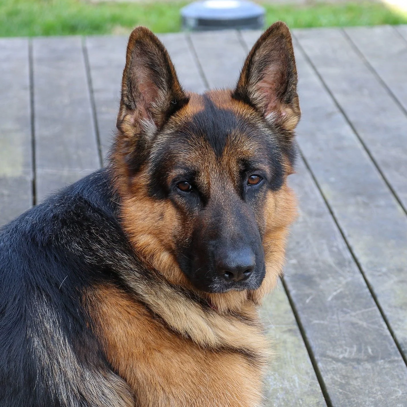 Deutscher Schäferhund Carlos von Regina Pacis Porträt