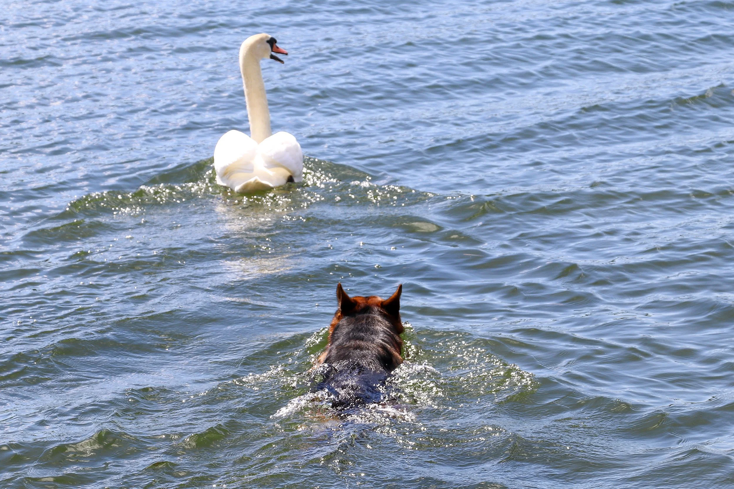 Schäferhund Merlin vom Hammelsbacher Hof versucht einem Schwan hinterherzuschwimmen.