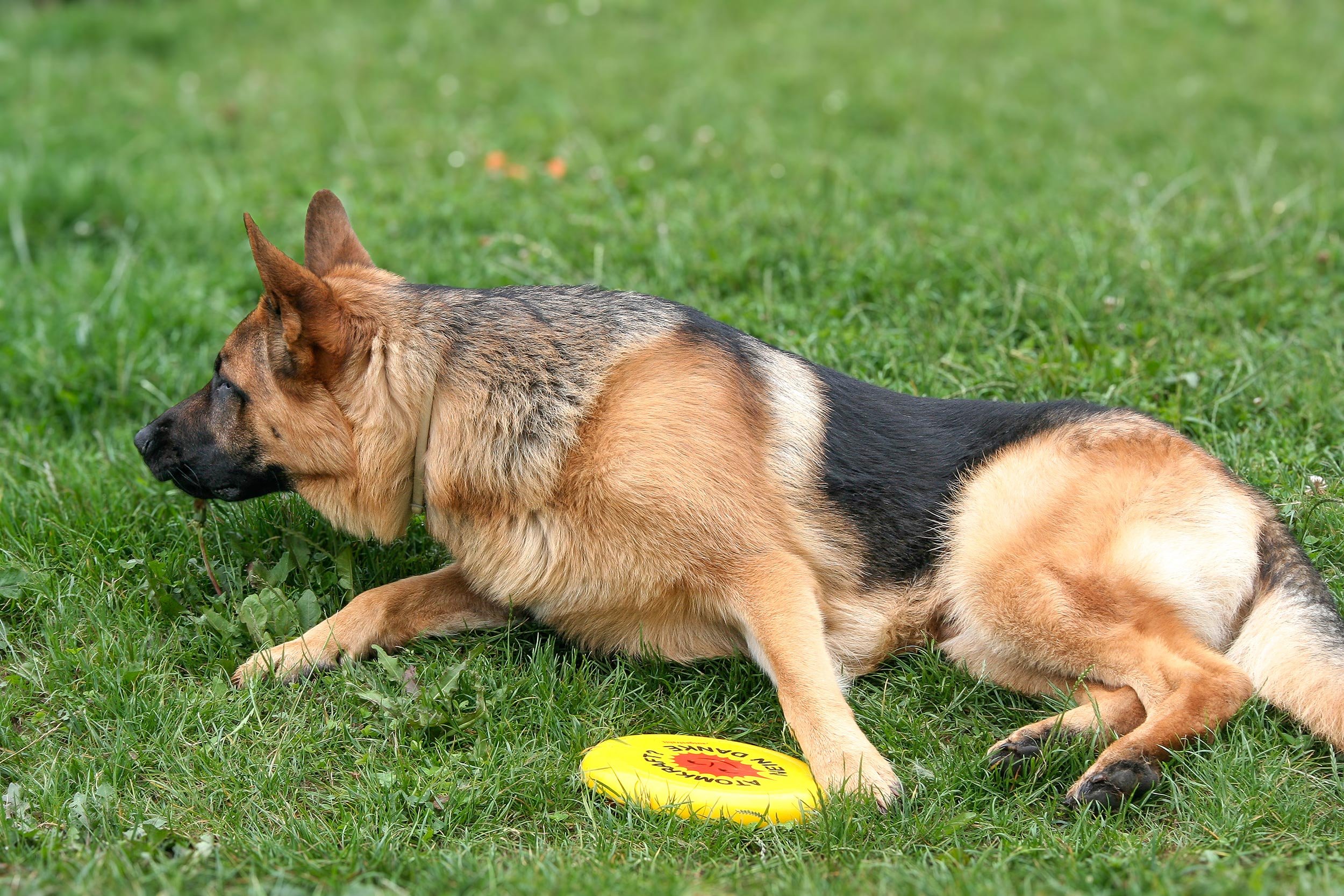 Schäferhund Shino vom Thermodos mit einem Frisbee auf einer Wiese.
