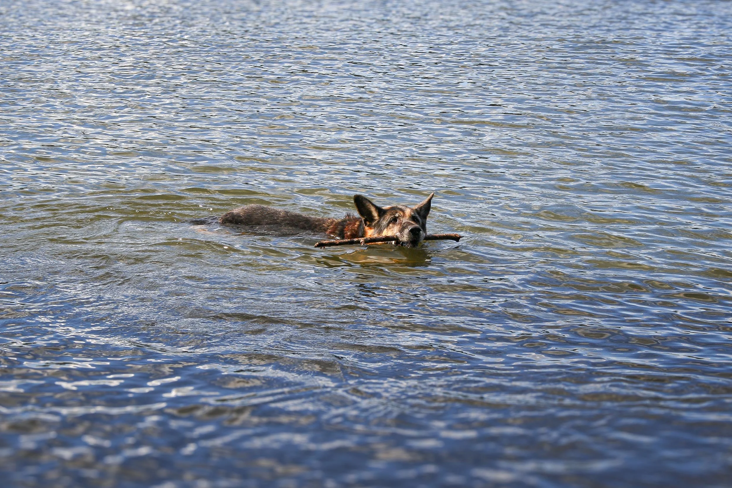 Schäferhund Asco schwimmt und holt Holzstöckchen aus dem Wasser.