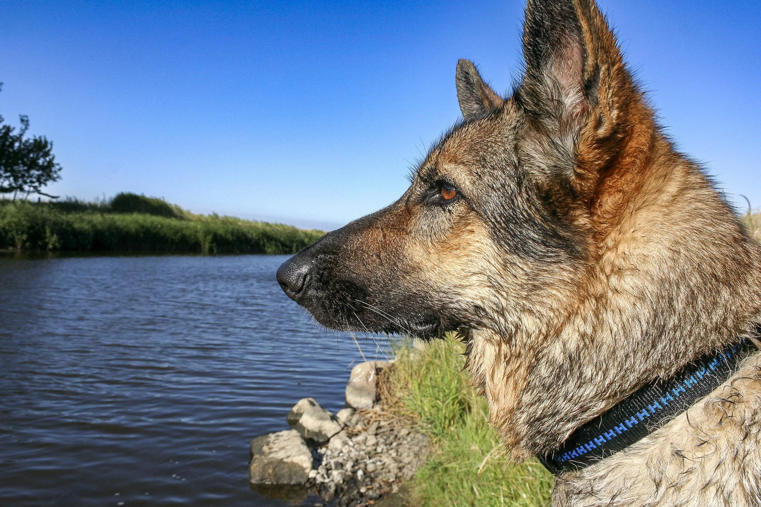 Schäferhündin Roxette blickt über einen Kanal hinweg.