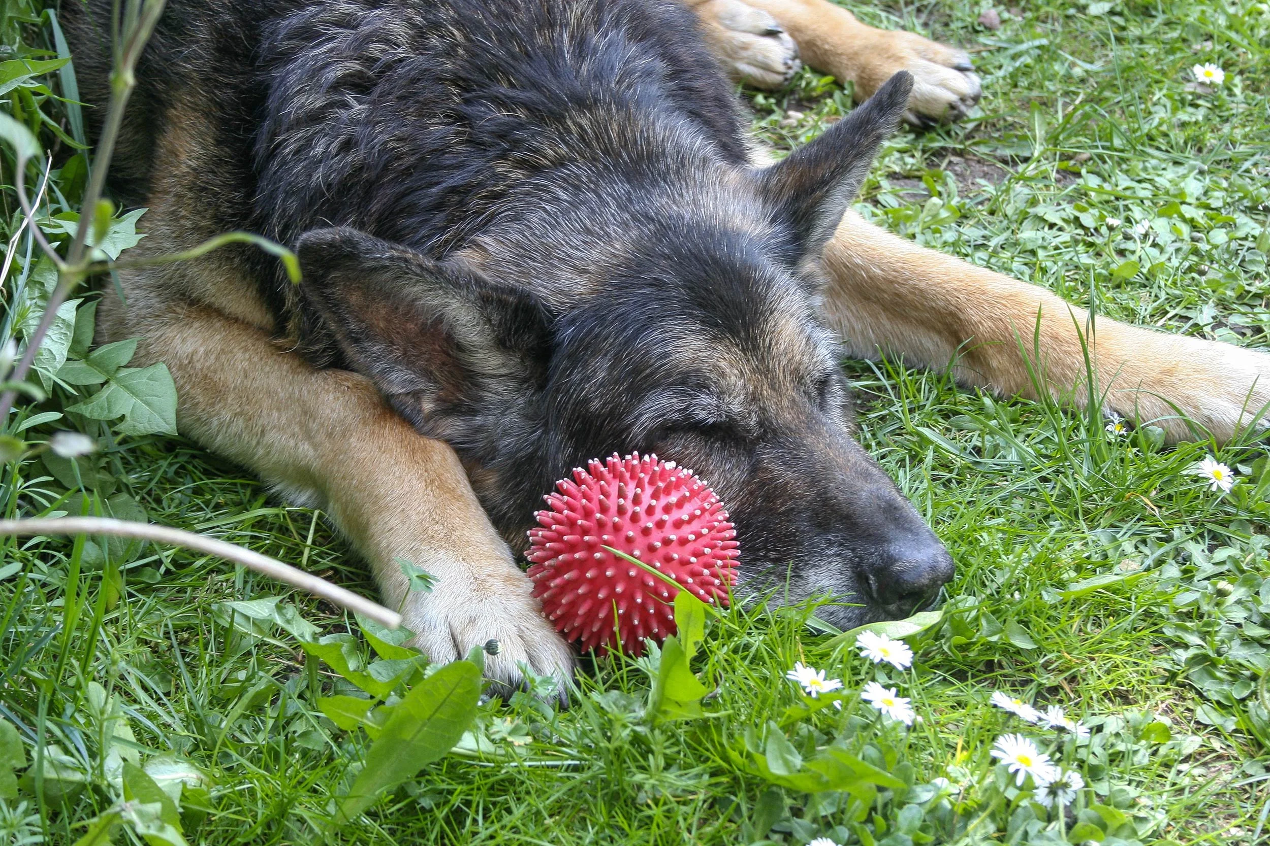 Schäferhund Asco schläft auf einer Wiese.