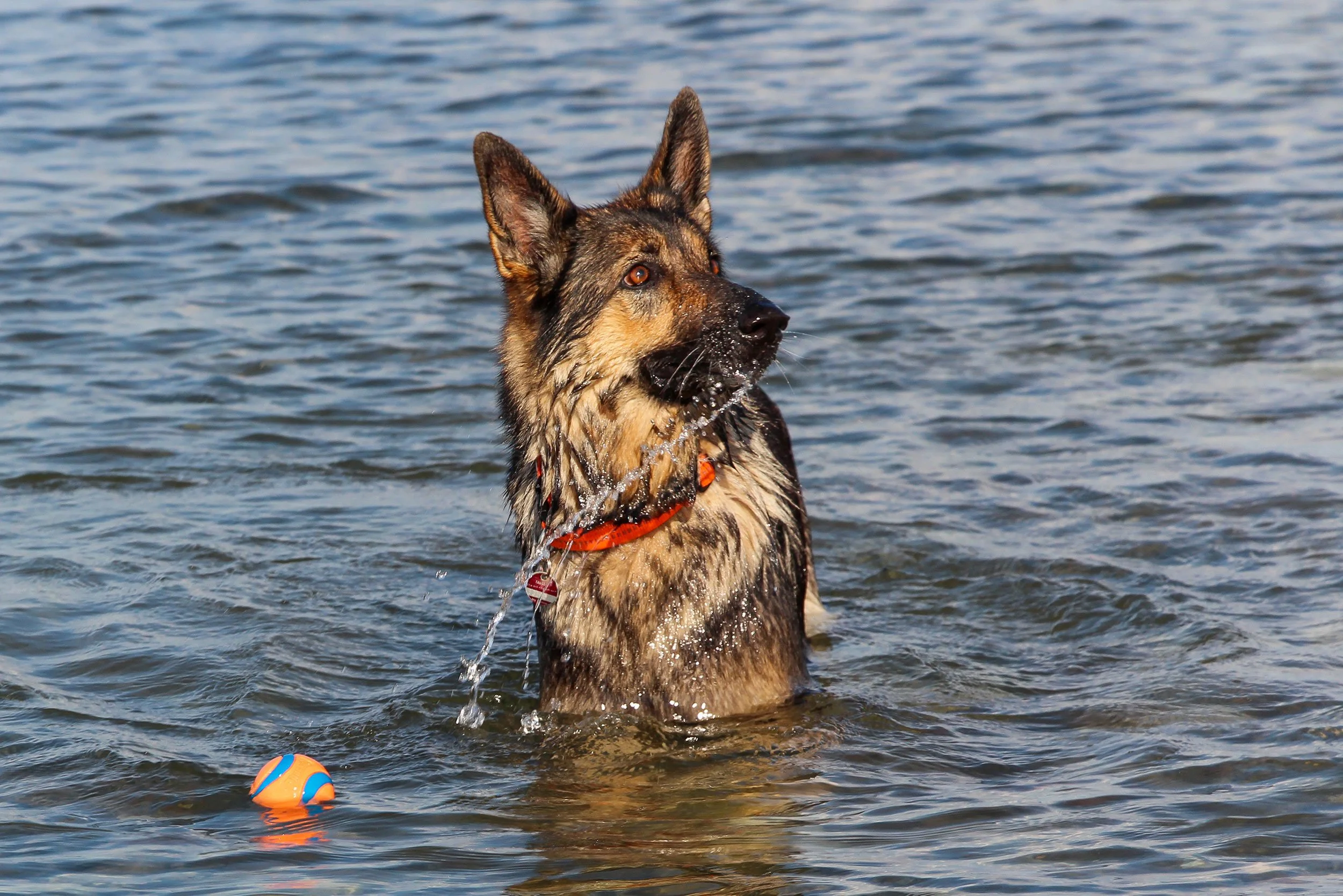 Schäferhündin Roxette im Wasser mit ihrem orangen Ball.
