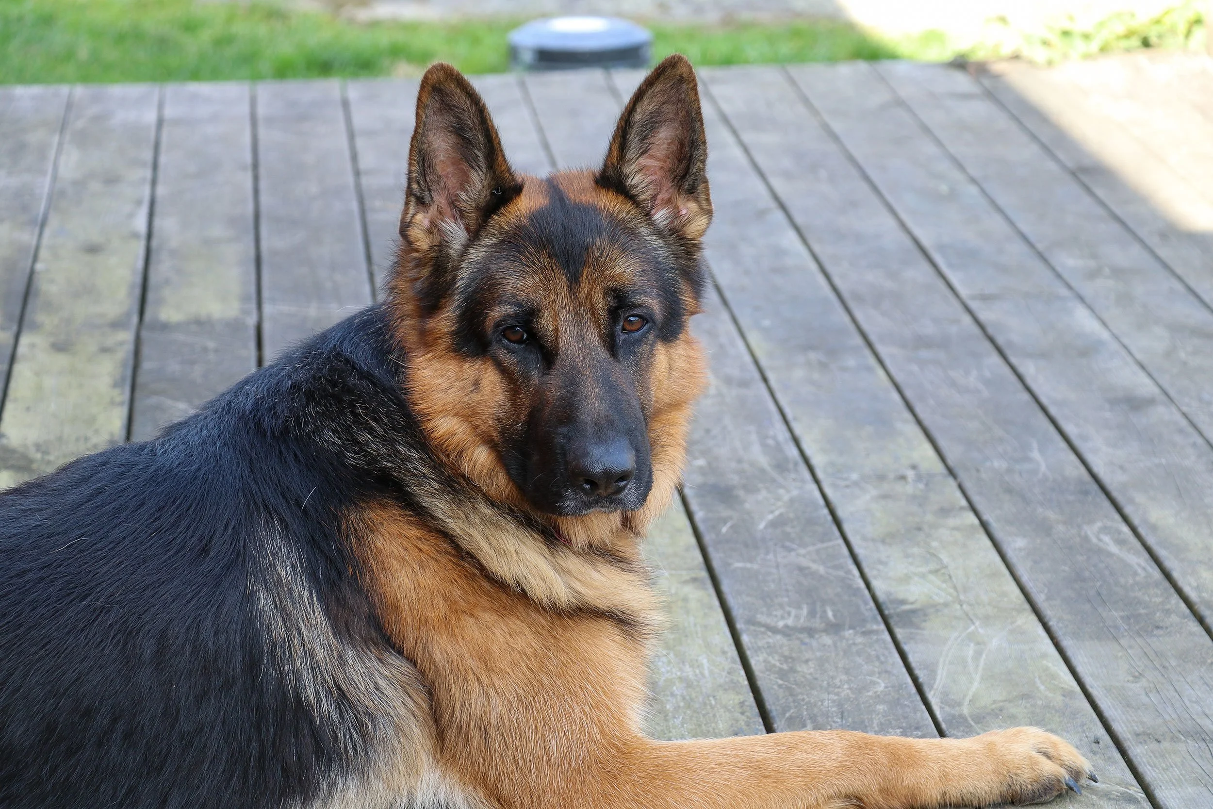 Ein “Spanier” zieht bei uns ein