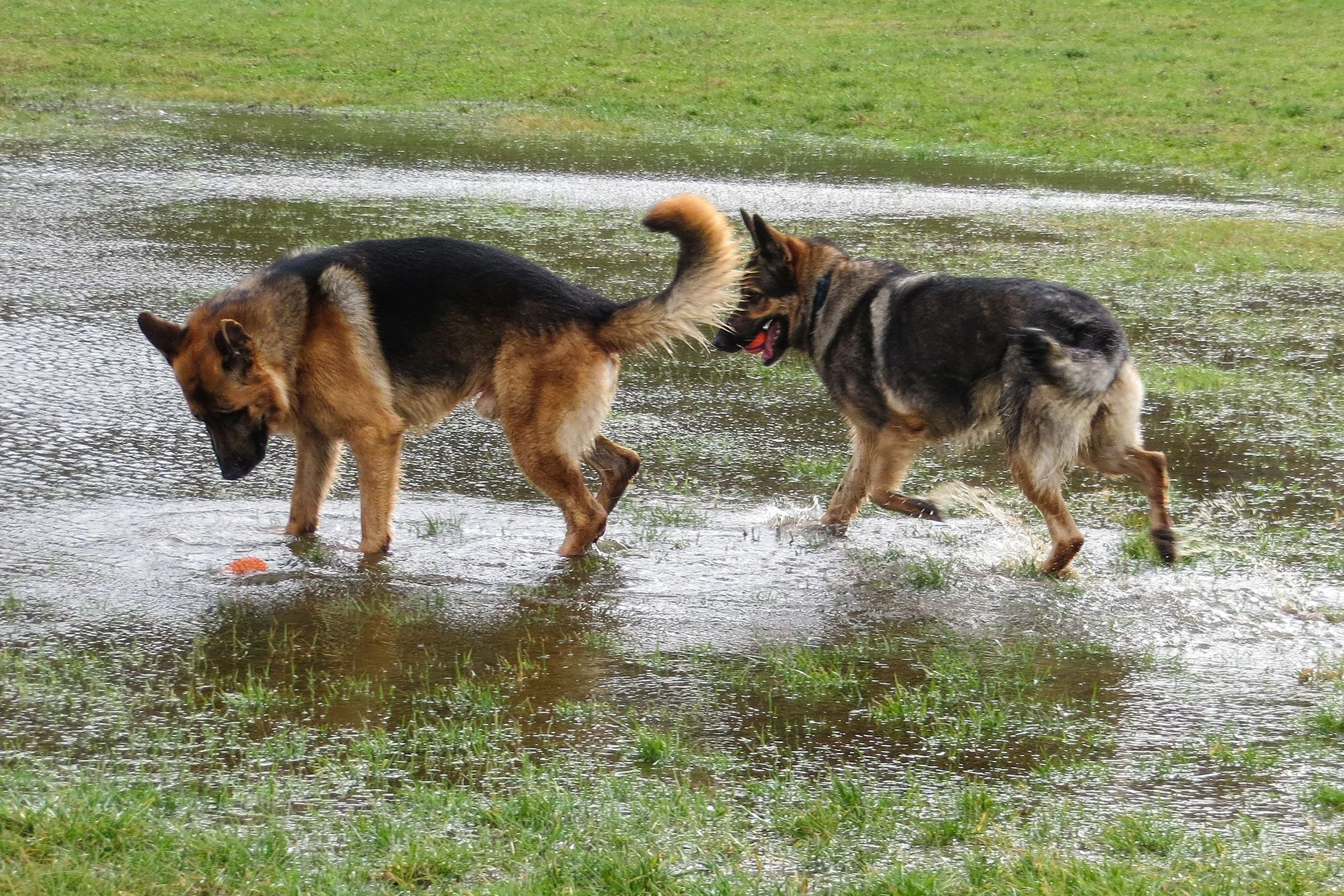 Zwei deutsche Schäferhunde spielen in einer Pfütze auf einer Wiese.