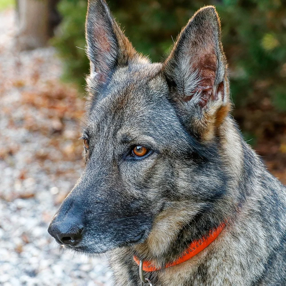 Deutsche Schäferhündin Njoy von den Querulanten Porträt